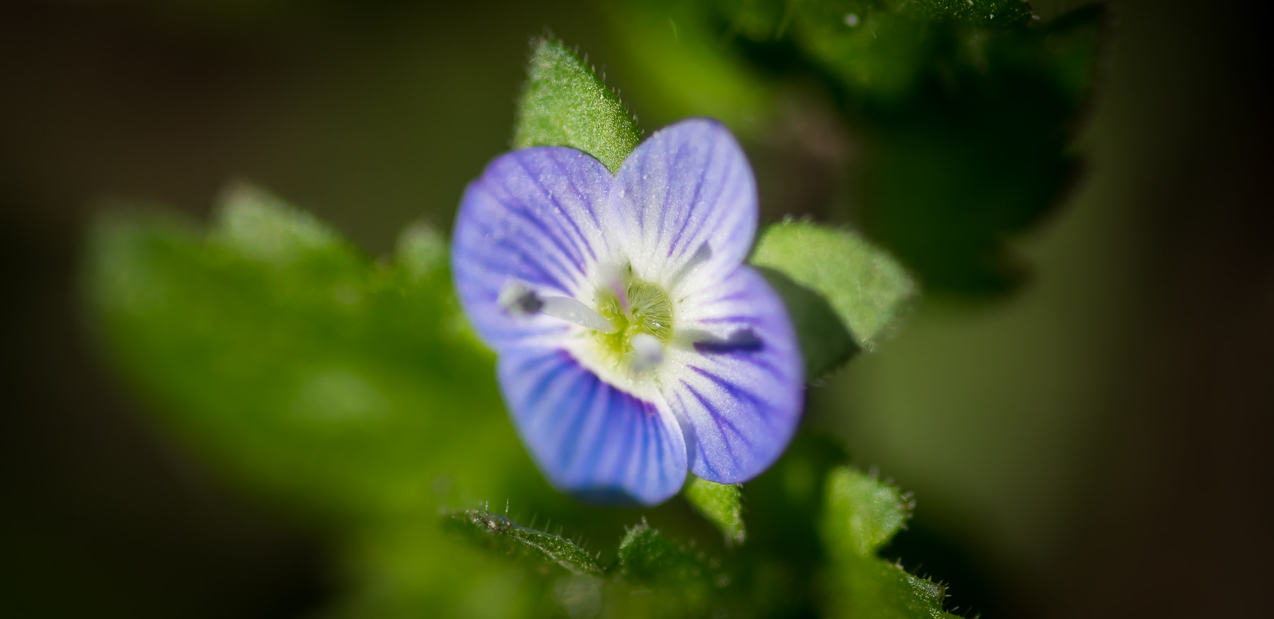 Tokina AT-X Pro 100mm F2.8 Macro sample photo. Flor purpura photography