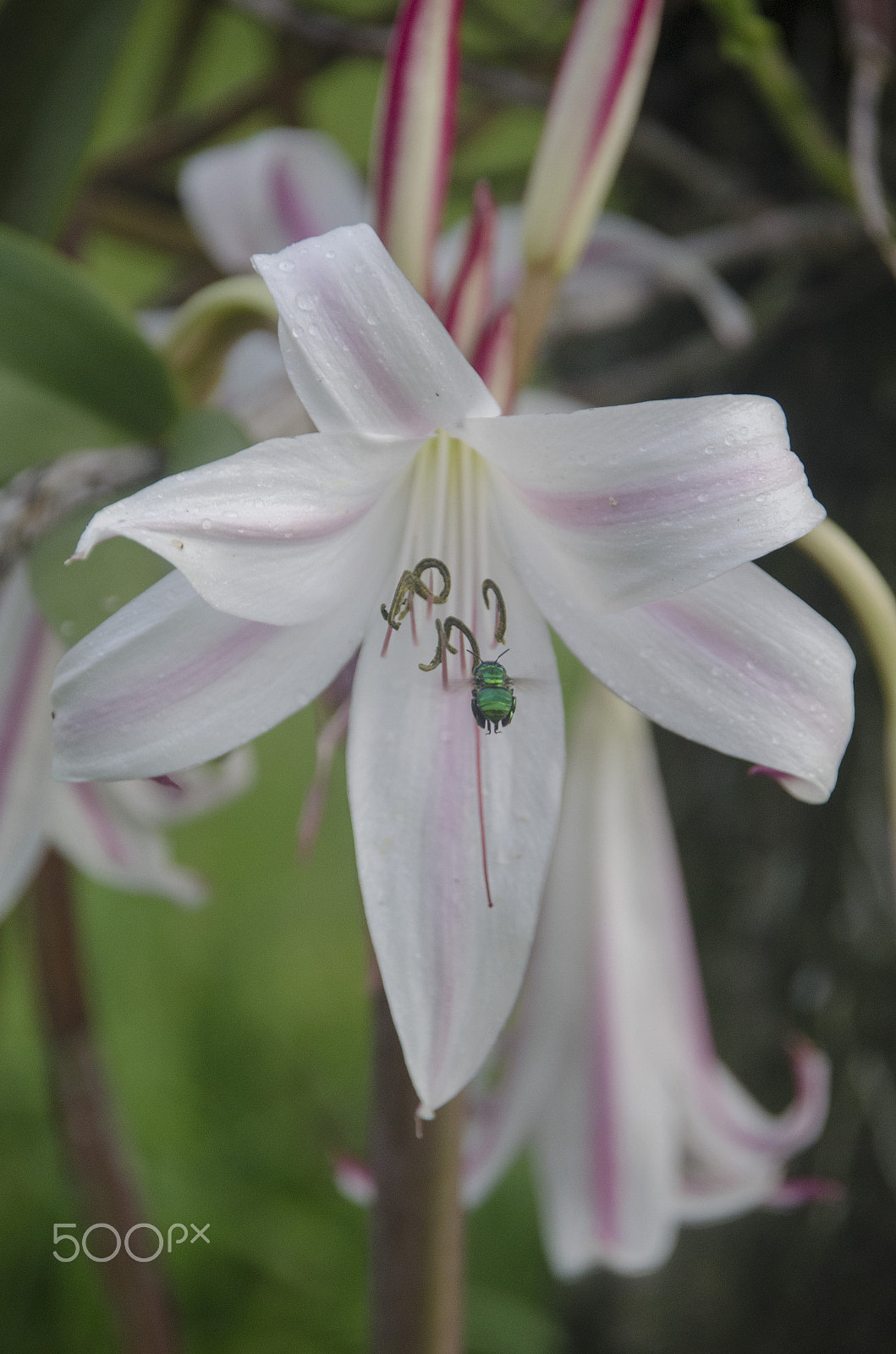 Nikon D5100 sample photo. Plants and flowers in southern mexico photography