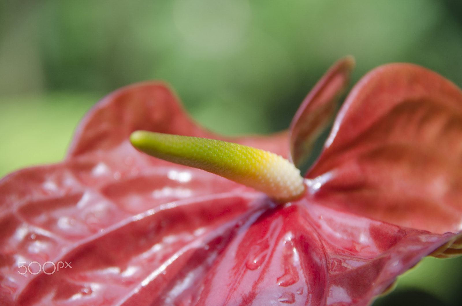 Nikon D5100 sample photo. Plants and flowers in southern mexico photography