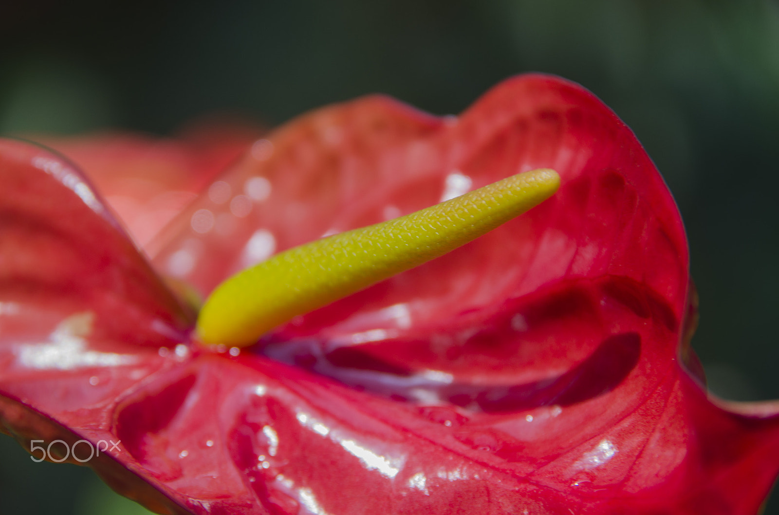 Nikon D5100 + Sigma 18-200mm F3.5-6.3 DC OS HSM sample photo. Plants and flowers in southern mexico photography