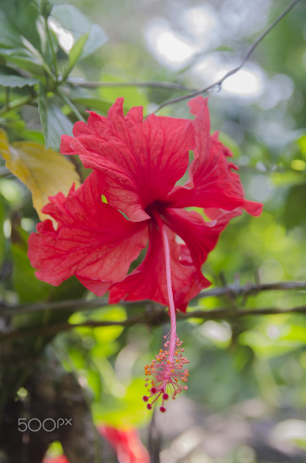 Nikon D5100 + Sigma 18-200mm F3.5-6.3 DC OS HSM sample photo. Plants and flowers in southern mexico photography