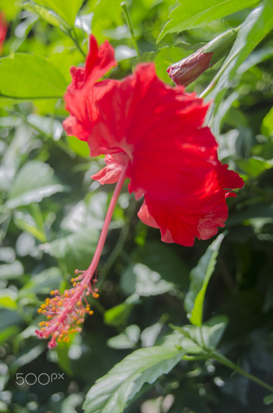 Nikon D5100 + Sigma 18-200mm F3.5-6.3 DC OS HSM sample photo. Plants and flowers in southern mexico photography