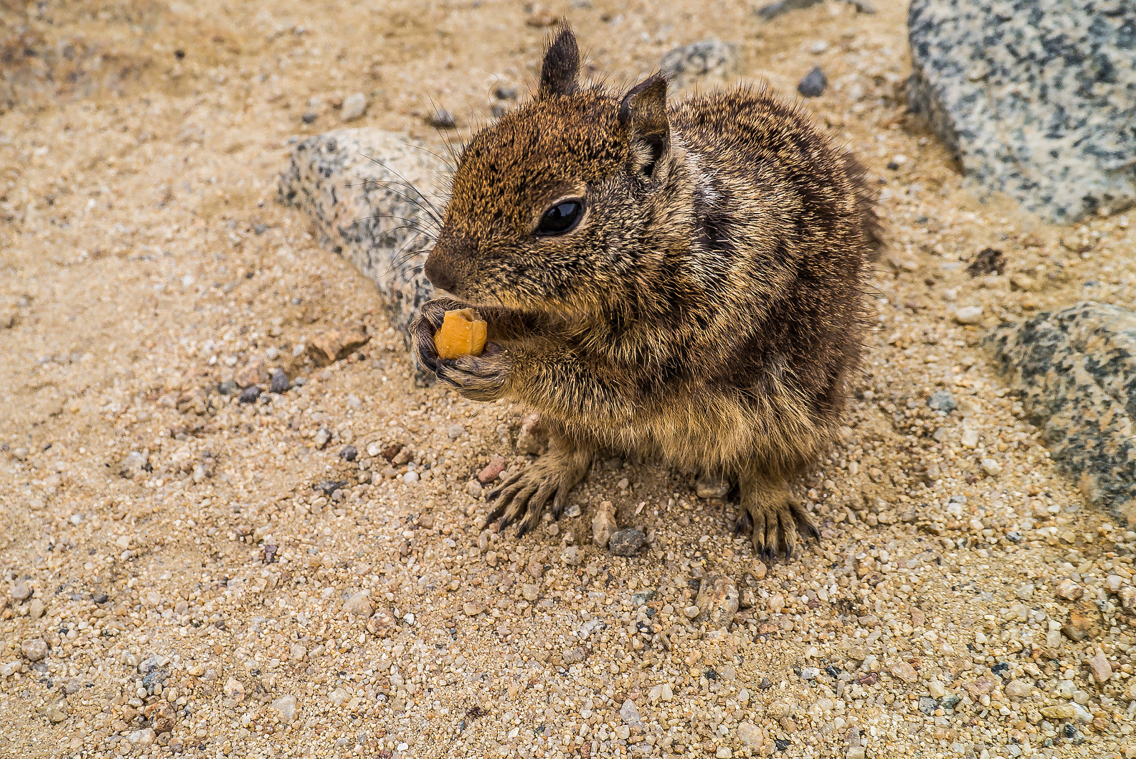 Panasonic Lumix DMC-GX1 + LUMIX G VARIO PZ 14-42/F3.5-5.6 sample photo. Nuts photography