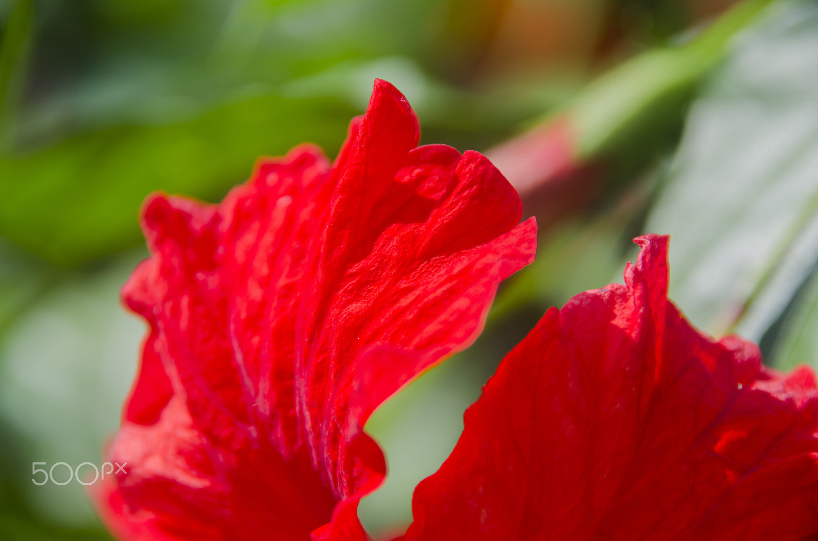 Sigma 18-200mm F3.5-6.3 DC OS HSM sample photo. Plants and flowers in southern mexico photography