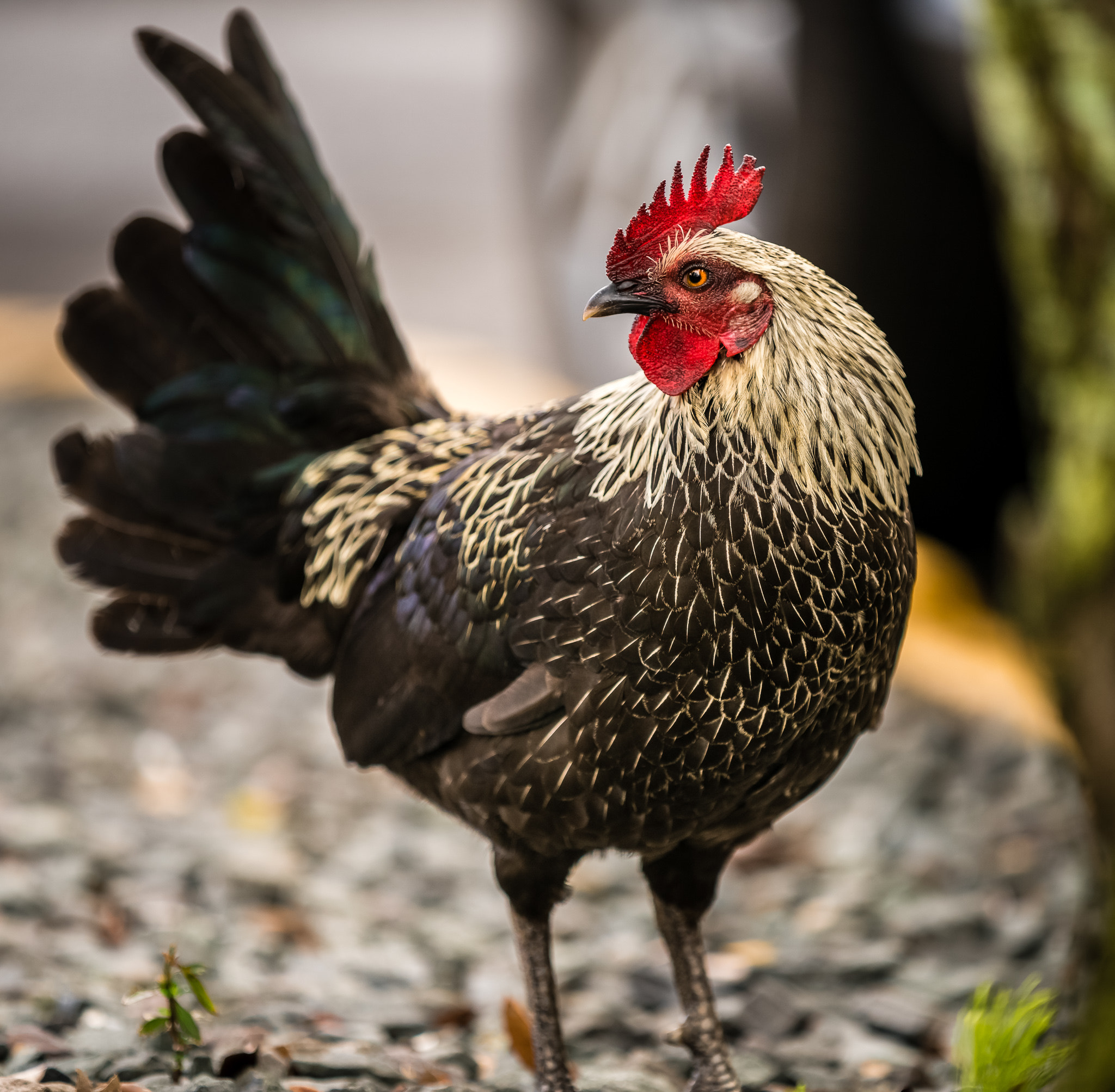 Canon EF 70-200mm F2.8L IS II USM sample photo. Wild hawaiian rooster photography