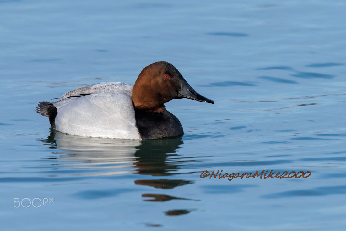 Nikon D810 + Nikon AF-S Nikkor 400mm F2.8E FL ED VR sample photo. Canvas back duck male photography