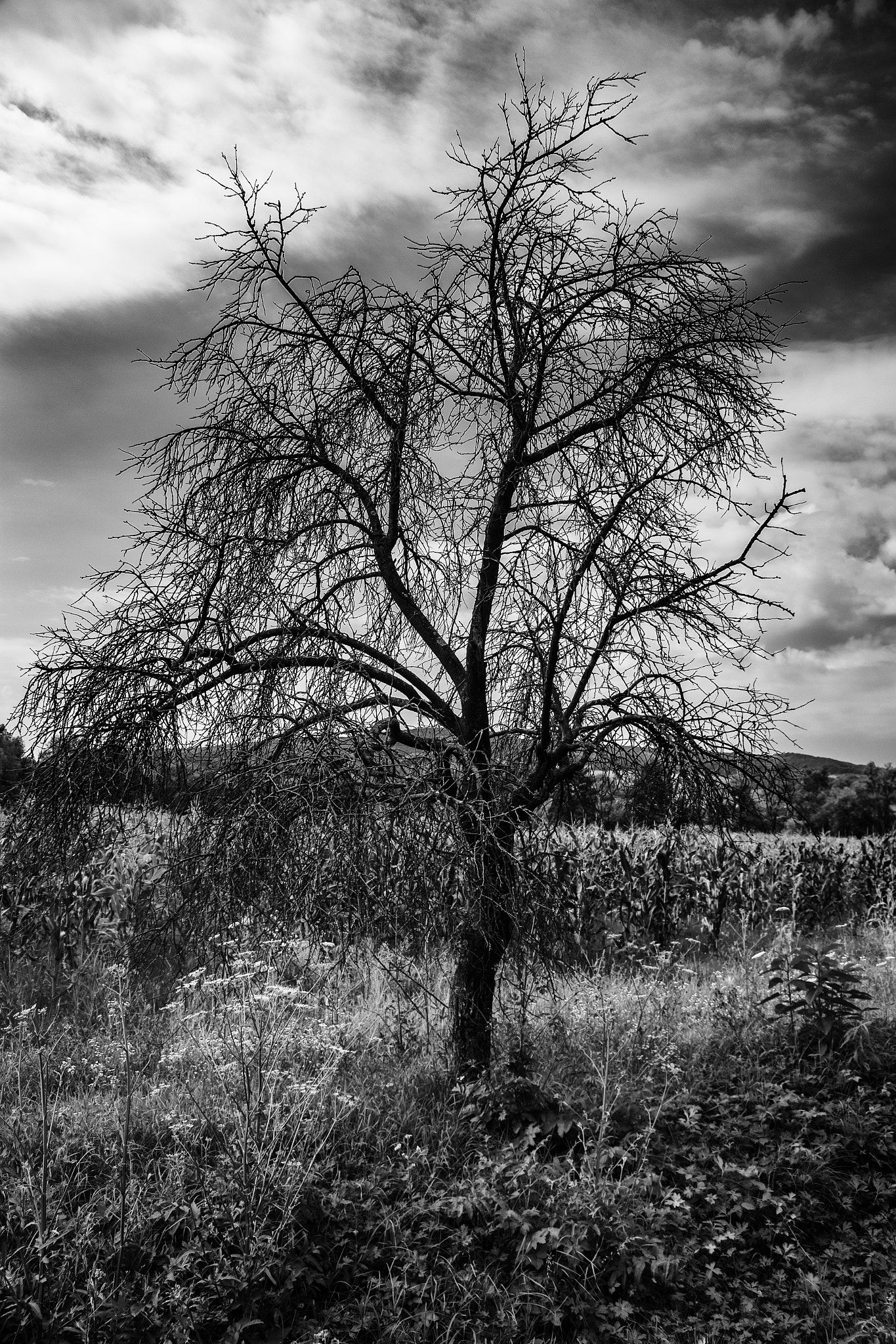 Canon EF 28-200mm F3.5-5.6 USM sample photo. The lost tree... photography