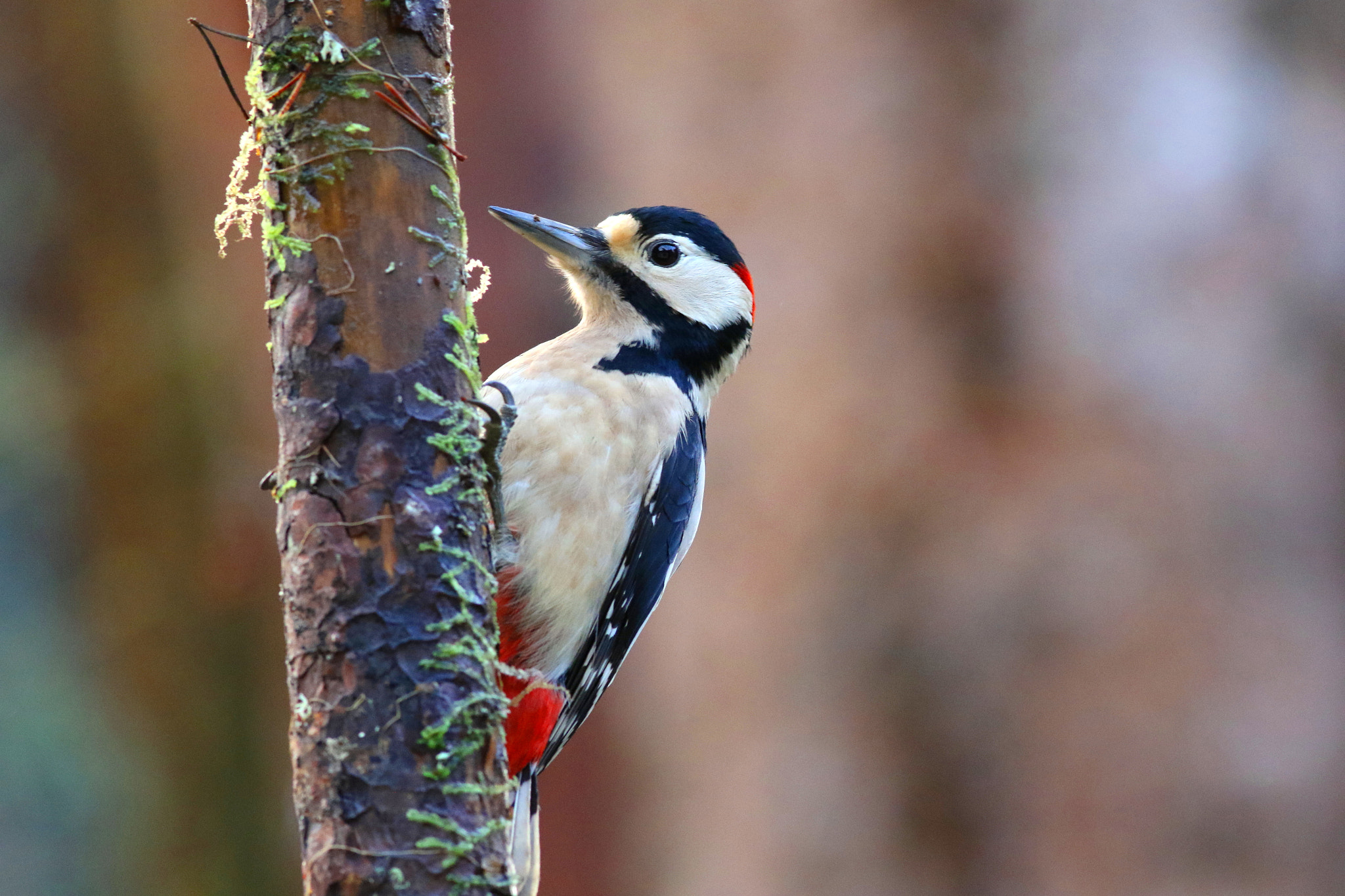 Canon EF 300mm F4L IS USM sample photo. Gsw photography