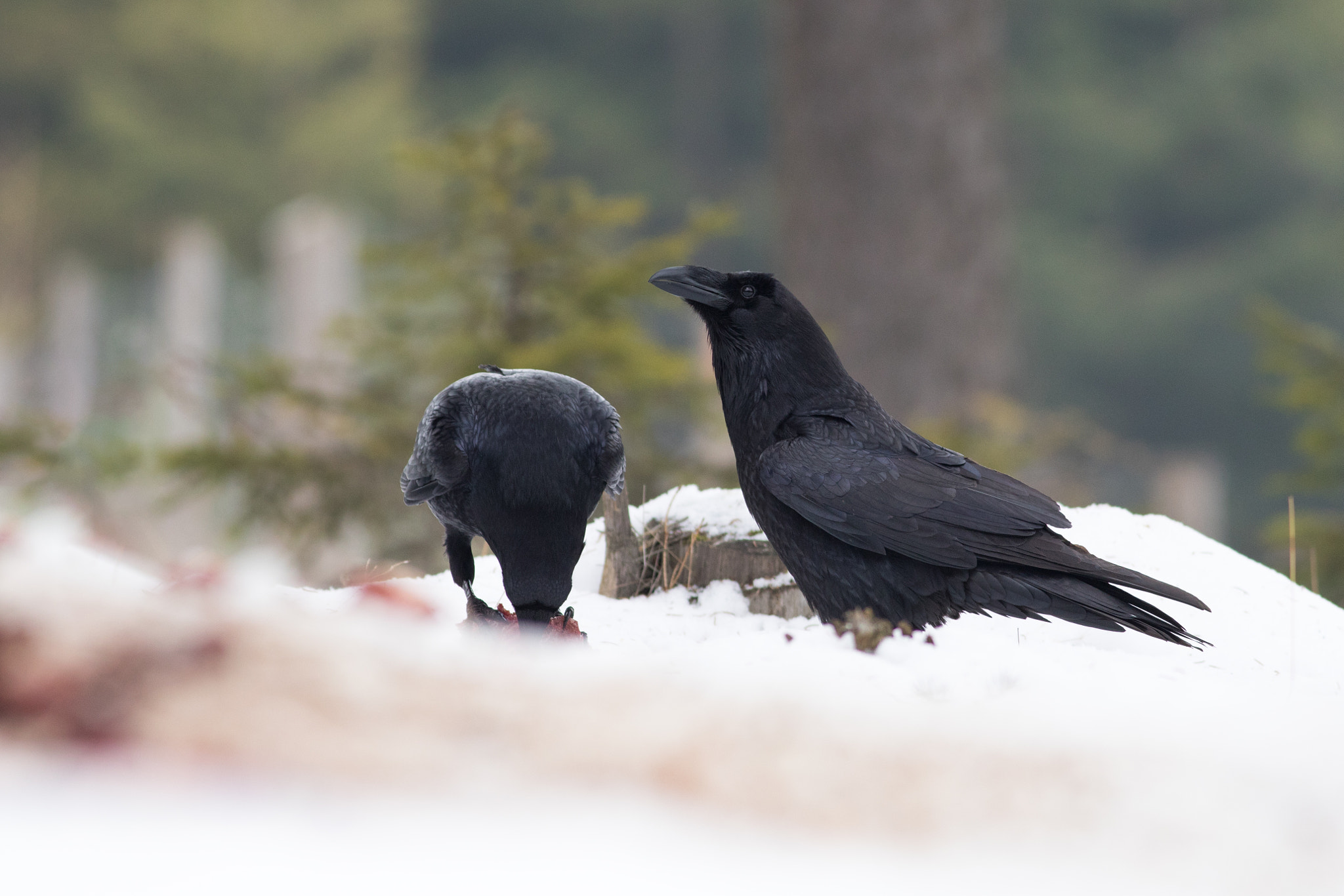 Canon EF 400mm F5.6L USM sample photo. Krkavec velký (corvus corax)

 photography