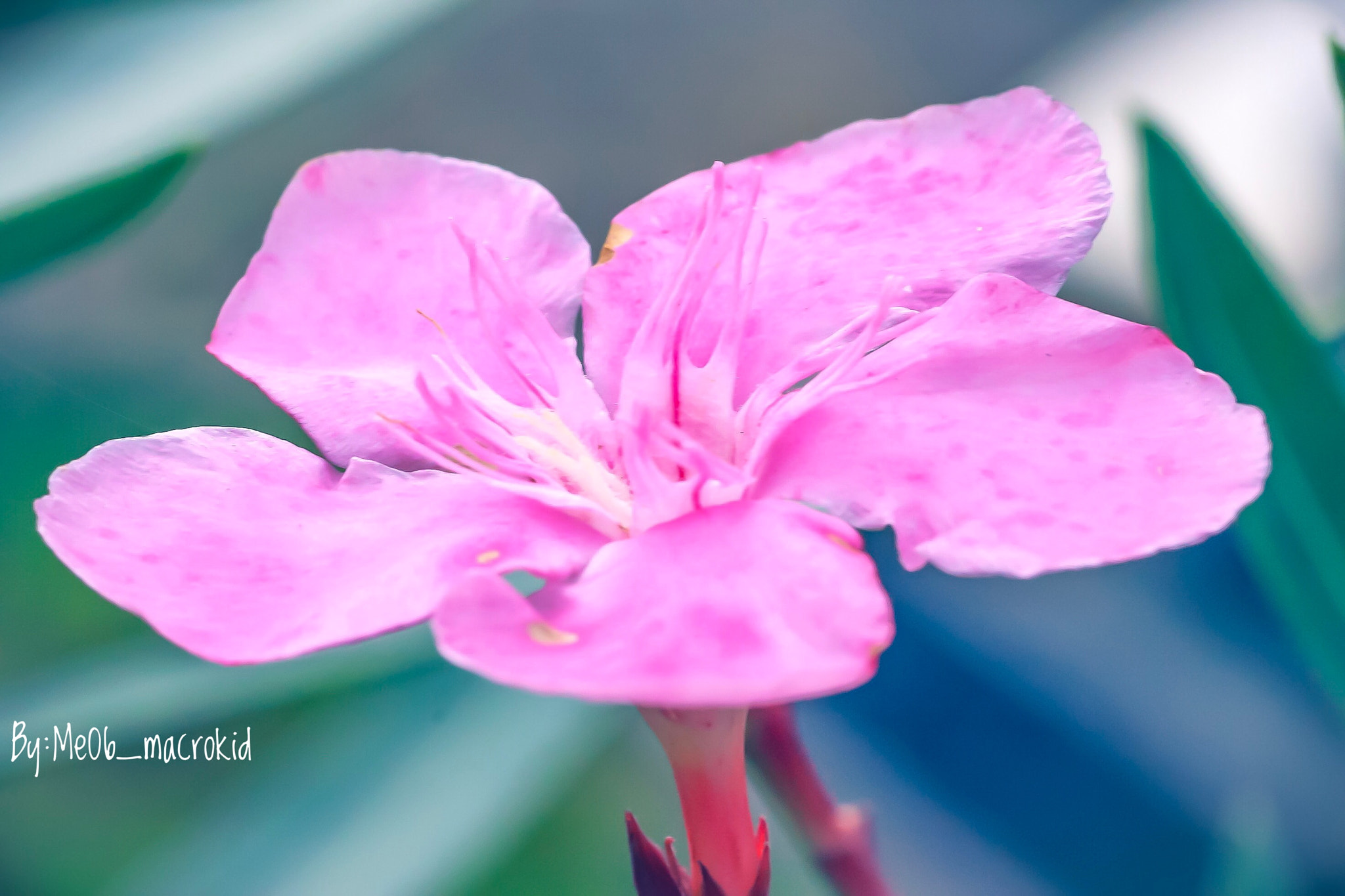 Canon EOS 100D (EOS Rebel SL1 / EOS Kiss X7) + Tamron SP AF 90mm F2.8 Di Macro sample photo. Oleander's flower photography