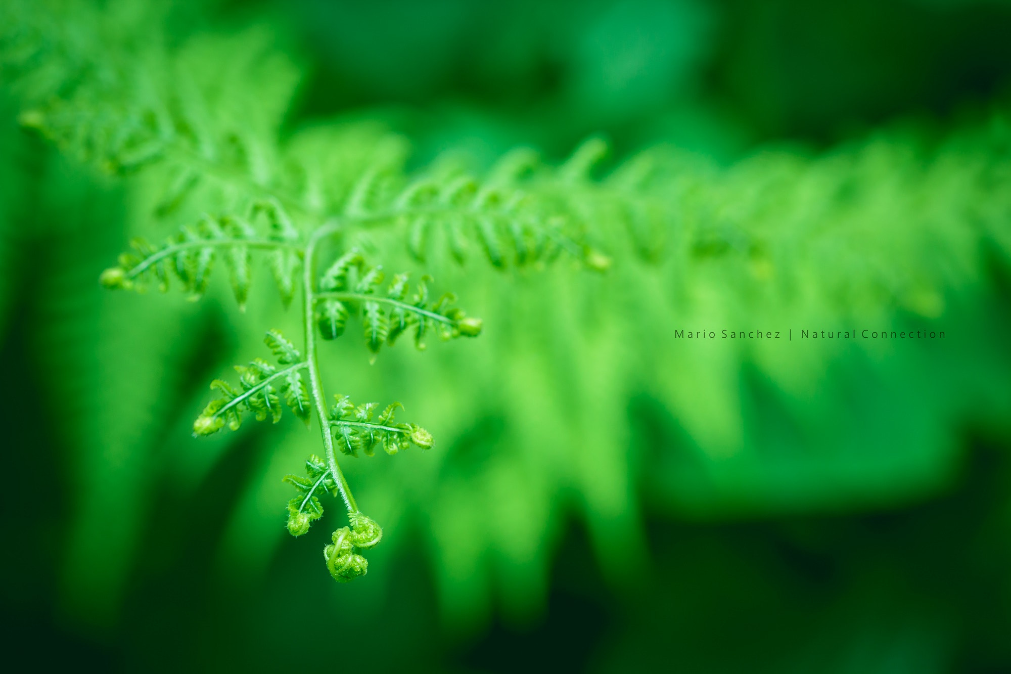 Canon EF 100mm F2.8 Macro USM sample photo. Fractal vibes photography