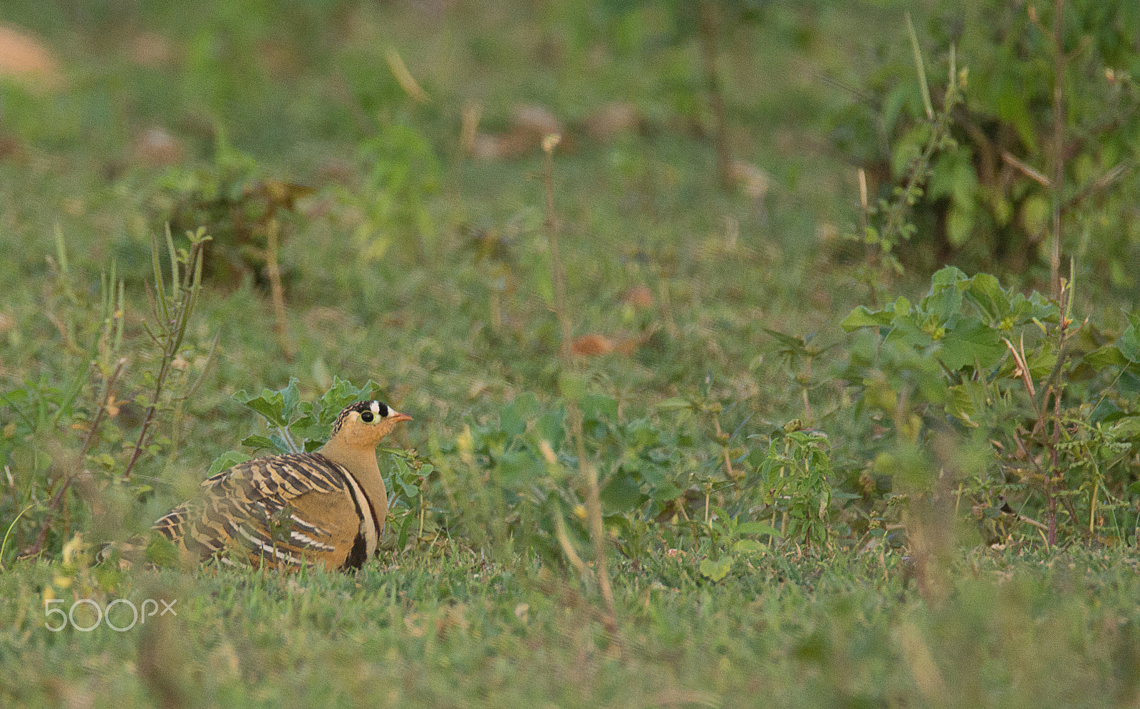 Sony SLT-A65 (SLT-A65V) + Tamron SP 150-600mm F5-6.3 Di VC USD sample photo. Painted sandgrouse photography