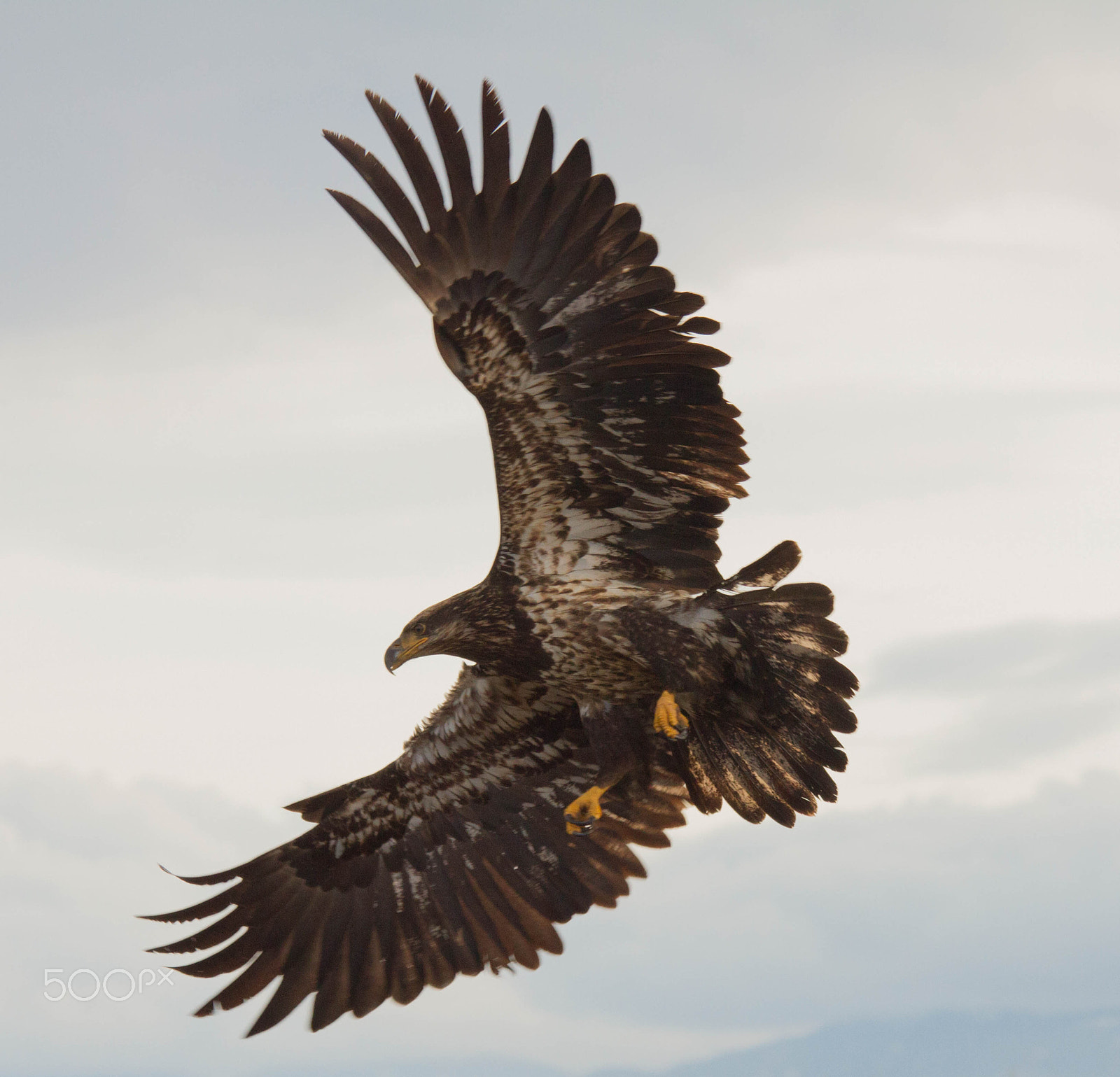 Sigma 150-500mm F5-6.3 DG OS HSM sample photo. Img photography