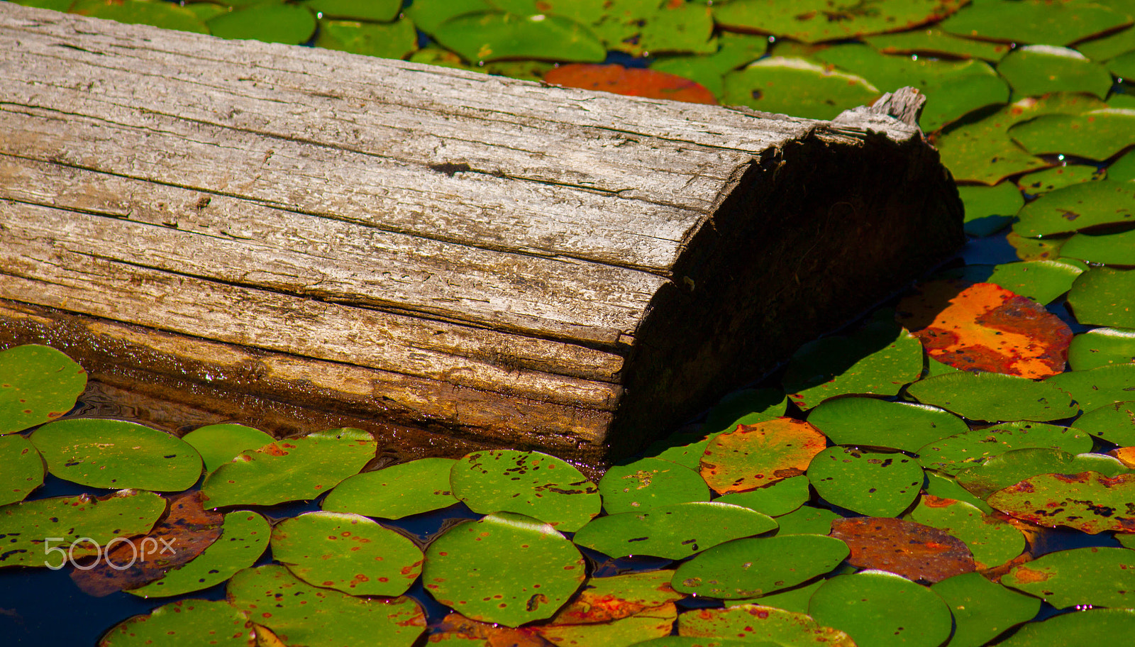 Canon EF-S 55-250mm F4-5.6 IS sample photo. Lily pads photography