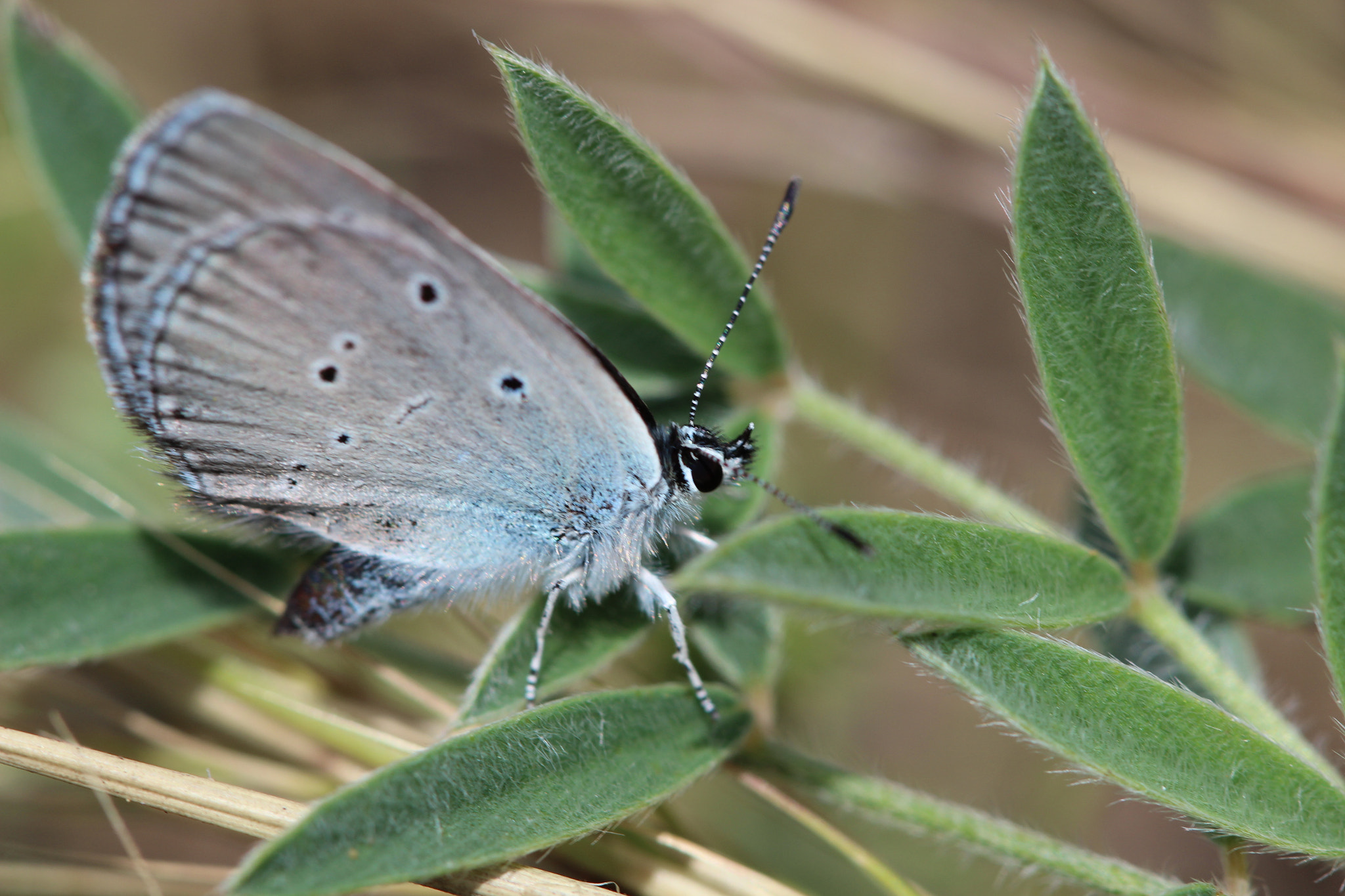 Canon EF 100mm F2.8 Macro USM sample photo. Blue butterfly photography