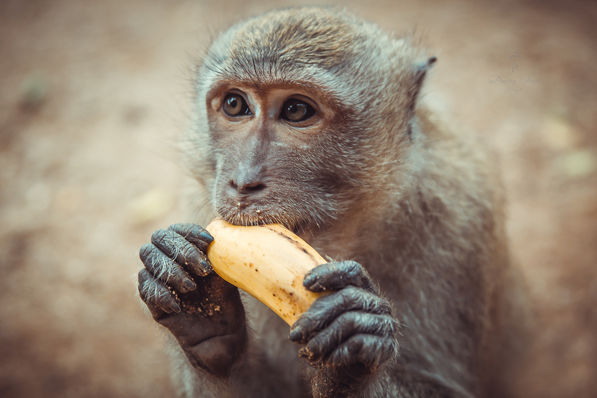 Canon EOS 60D + Canon EF 24-70mm F2.8L II USM sample photo. A monkey with a banana photography