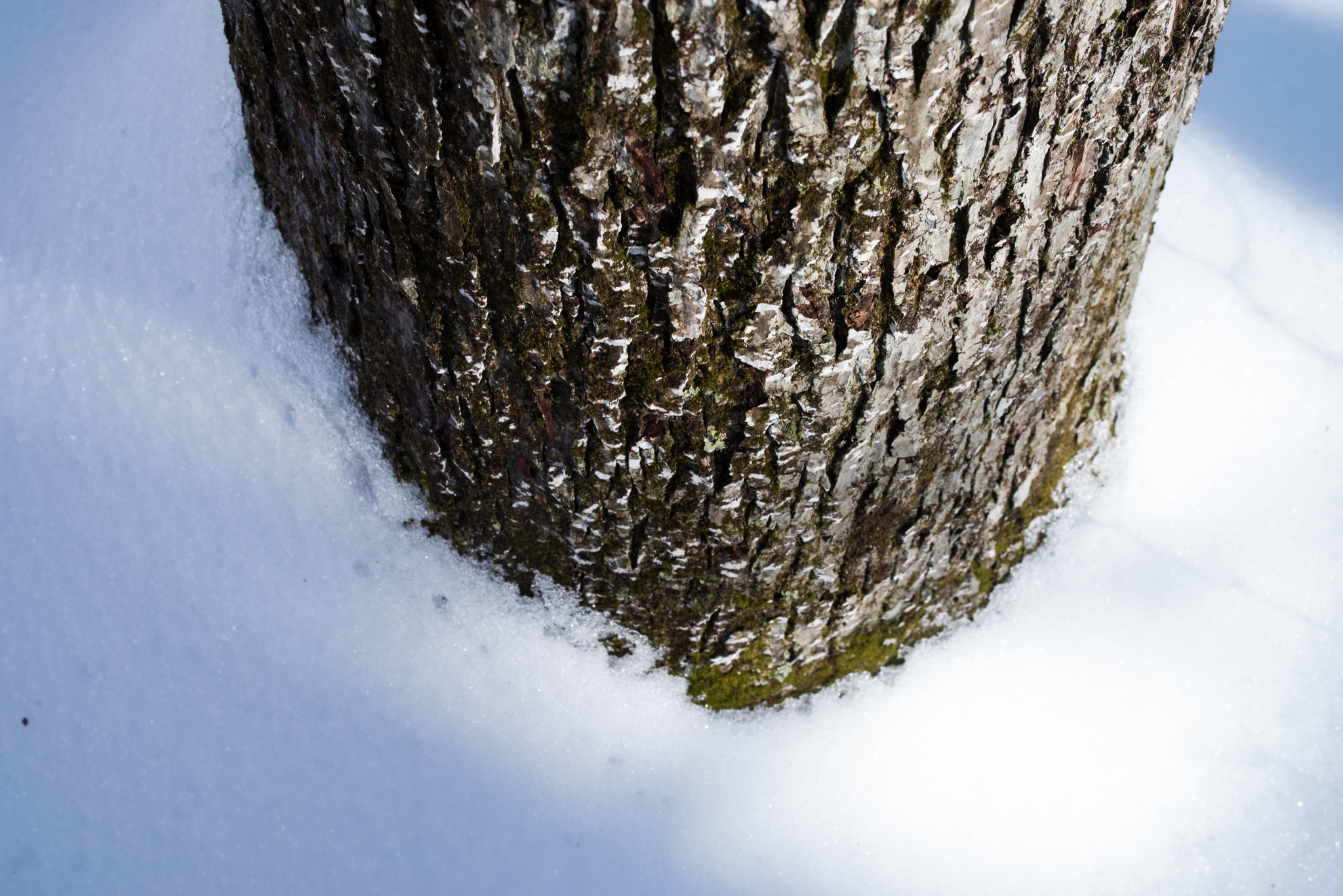 Pentax K-1 sample photo. Tree trunk in snow photography