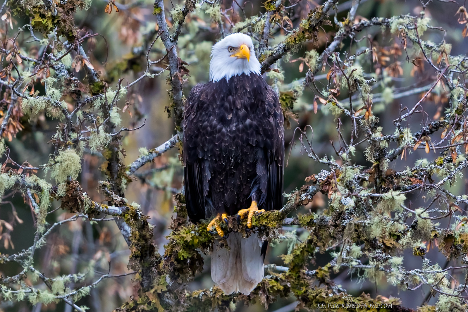 Canon EOS-1D X Mark II sample photo. 330. bald eagle in rain forest photography