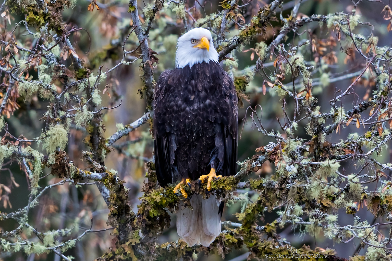 Canon EF 600mm F4L IS II USM sample photo. 330. bald eagle in rain forest photography