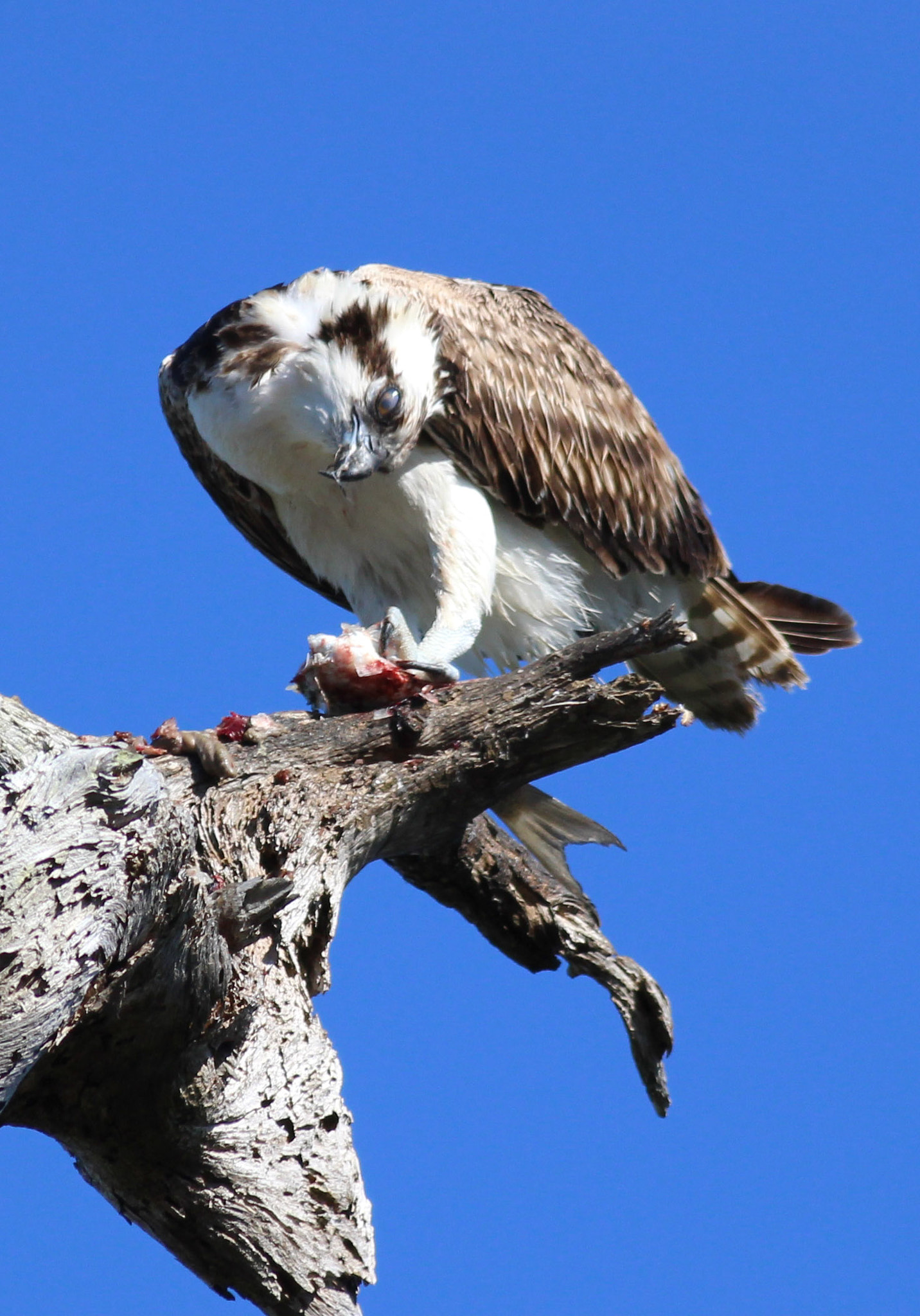 Canon EF 400mm F5.6L USM sample photo. Osprey talon photography