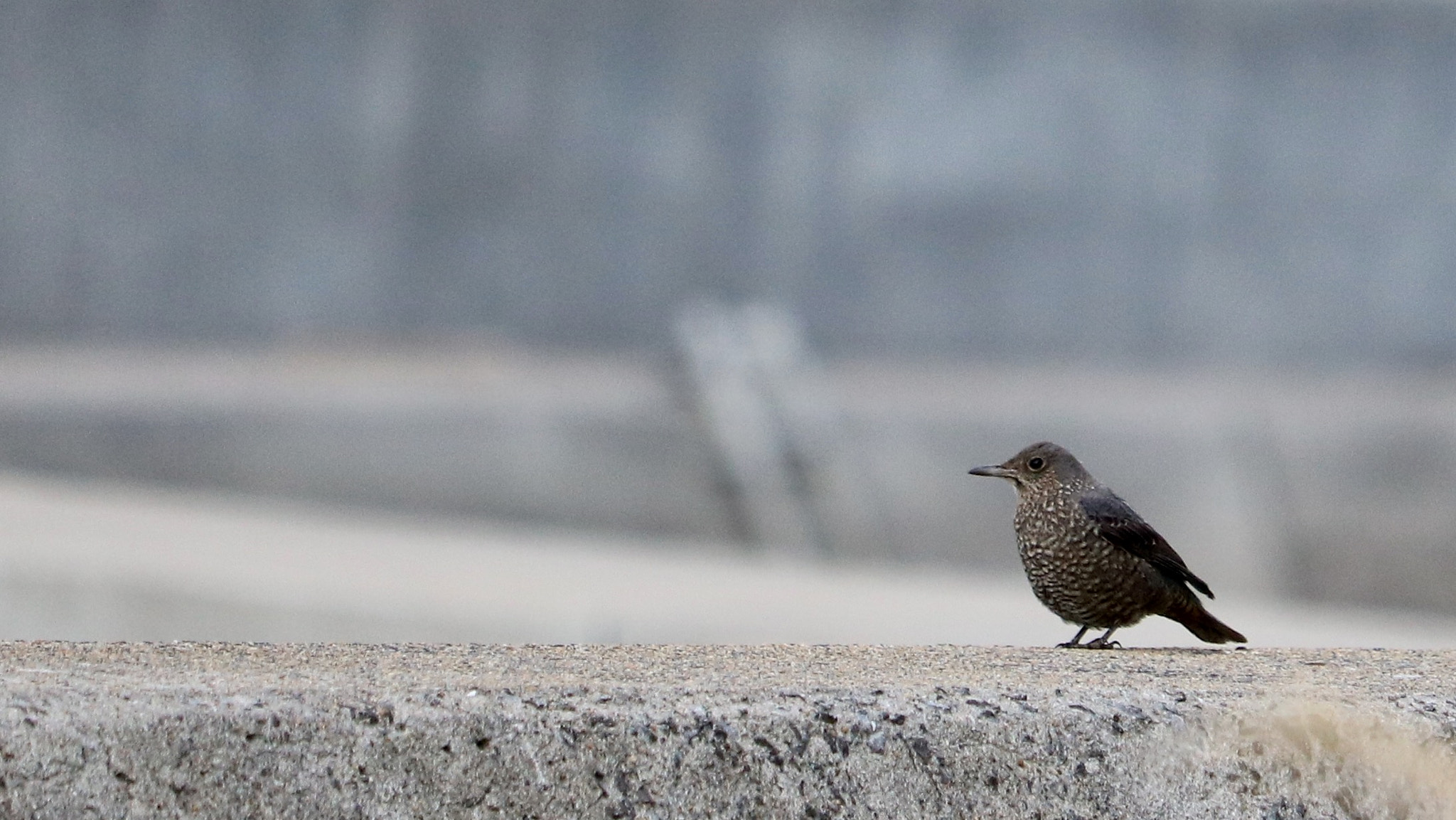 Canon EOS 750D (EOS Rebel T6i / EOS Kiss X8i) + Canon EF-S 55-250mm F4-5.6 IS STM sample photo. Blue rock thrush photography