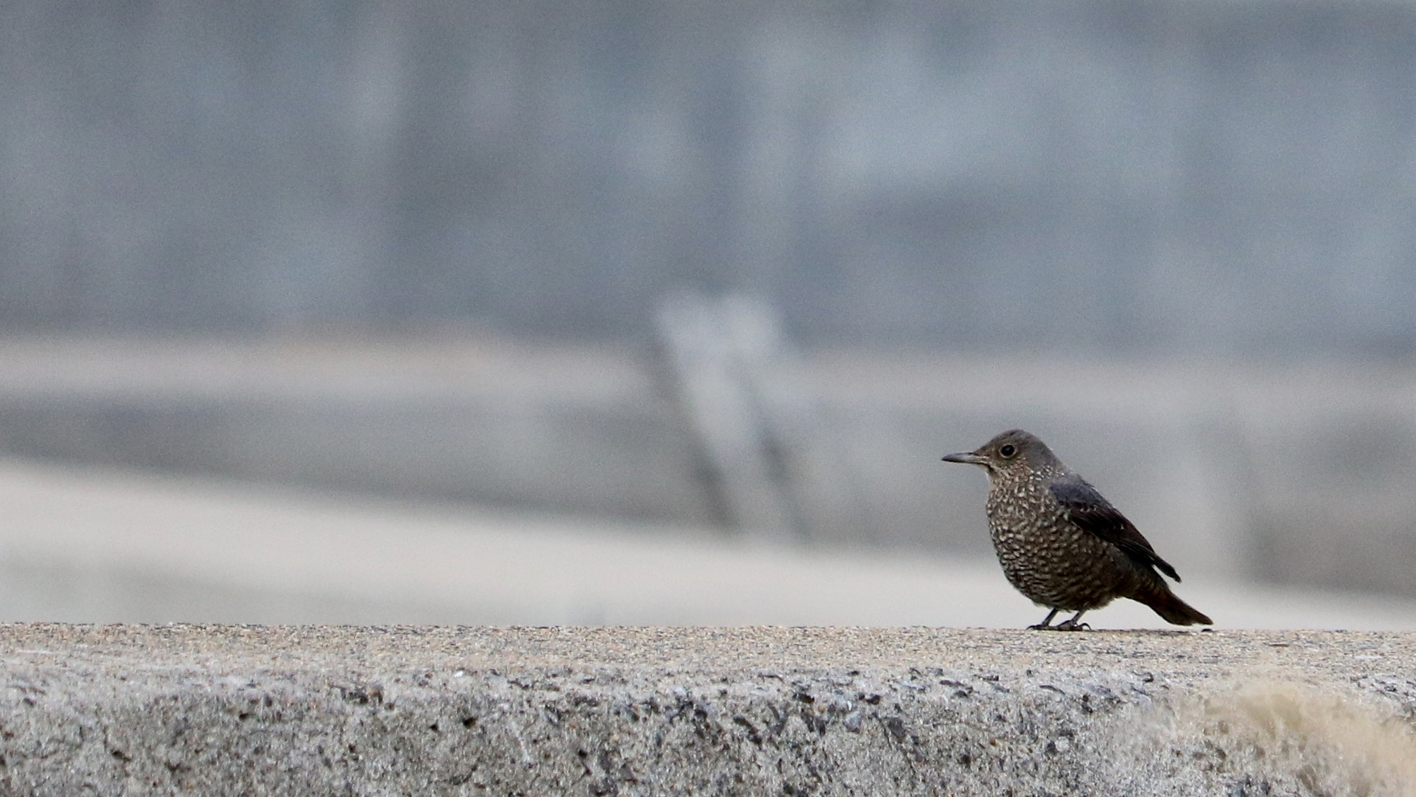 Canon EOS 750D (EOS Rebel T6i / EOS Kiss X8i) sample photo. Blue rock thrush photography