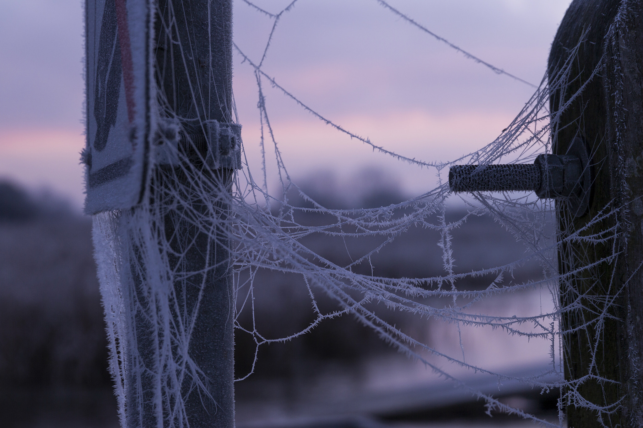 Canon EOS-1D X + Sigma 24-105mm f/4 DG OS HSM | A sample photo. Frozen spiderweb photography