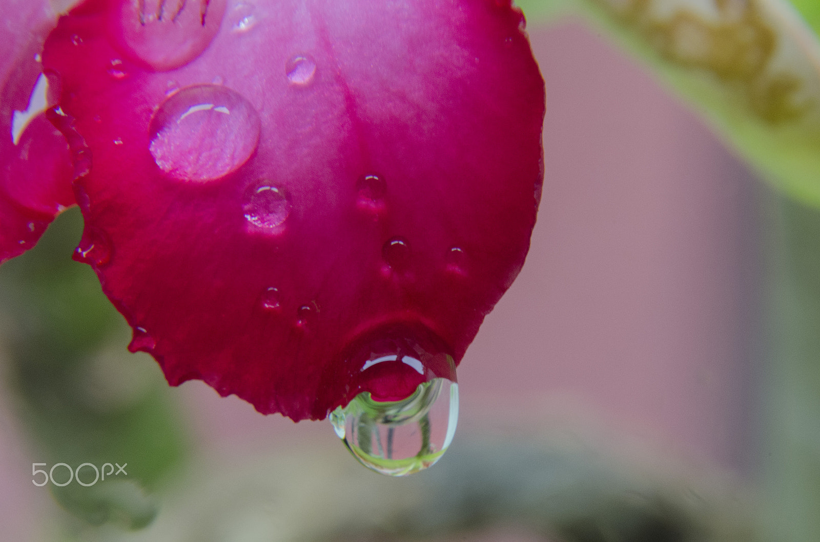 Sigma 18-200mm F3.5-6.3 DC OS HSM sample photo. Backyard marvels photography