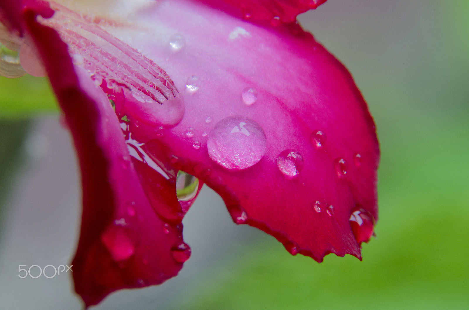 Sigma 18-200mm F3.5-6.3 DC OS HSM sample photo. Backyard marvels photography