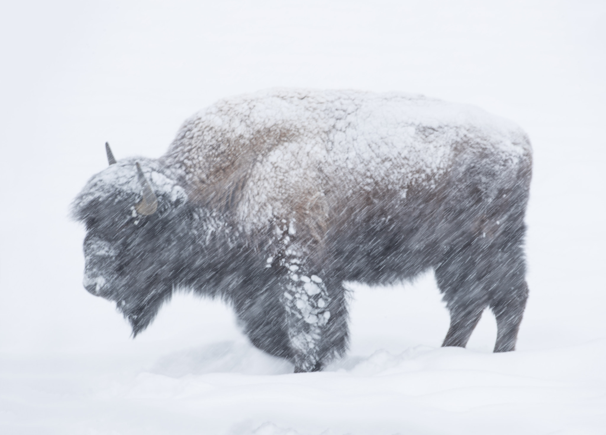 Canon EF 500mm F4L IS USM sample photo. Bison blizzard photography