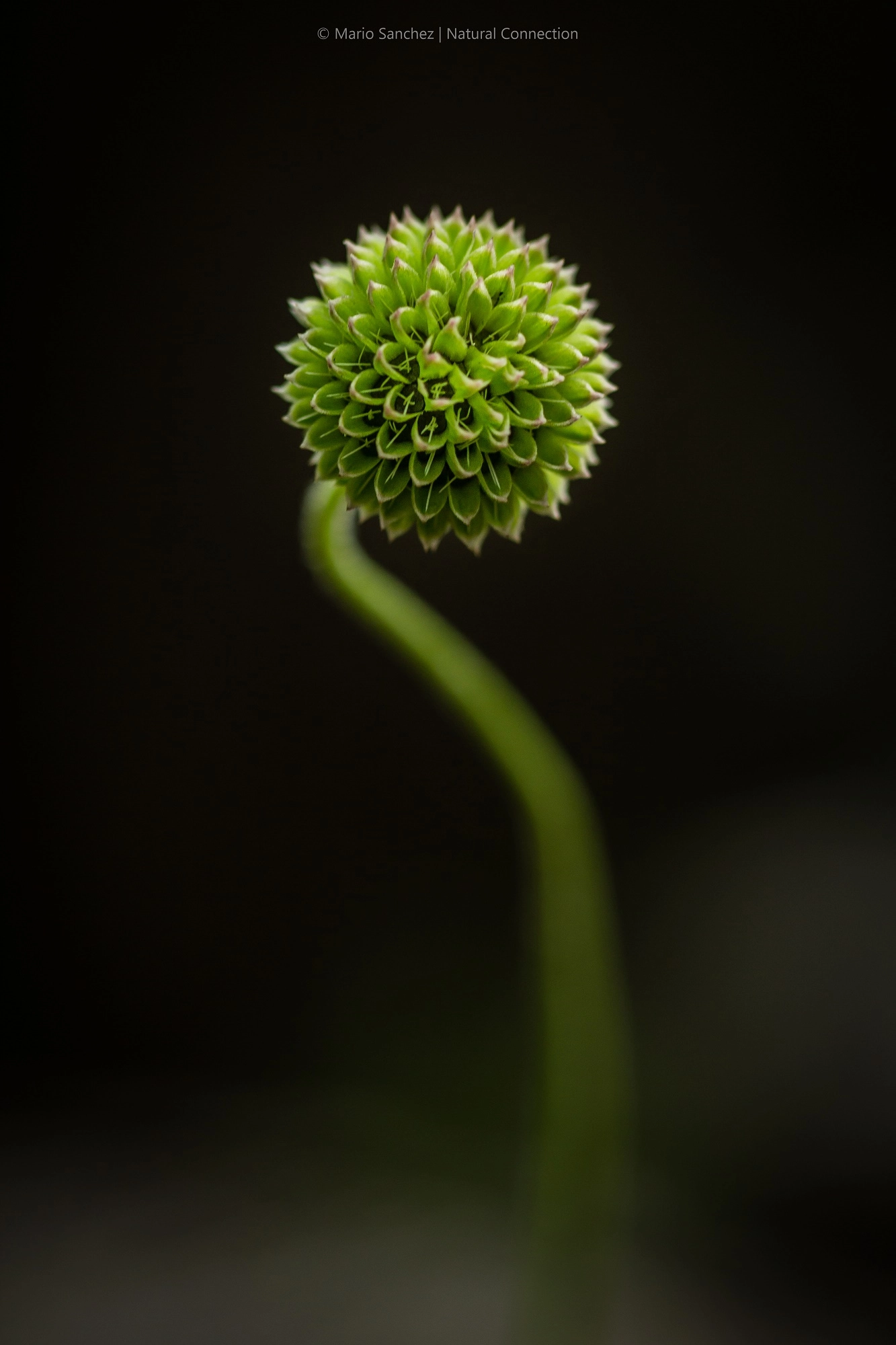 Canon EF 100mm F2.8 Macro USM sample photo. Little sun photography