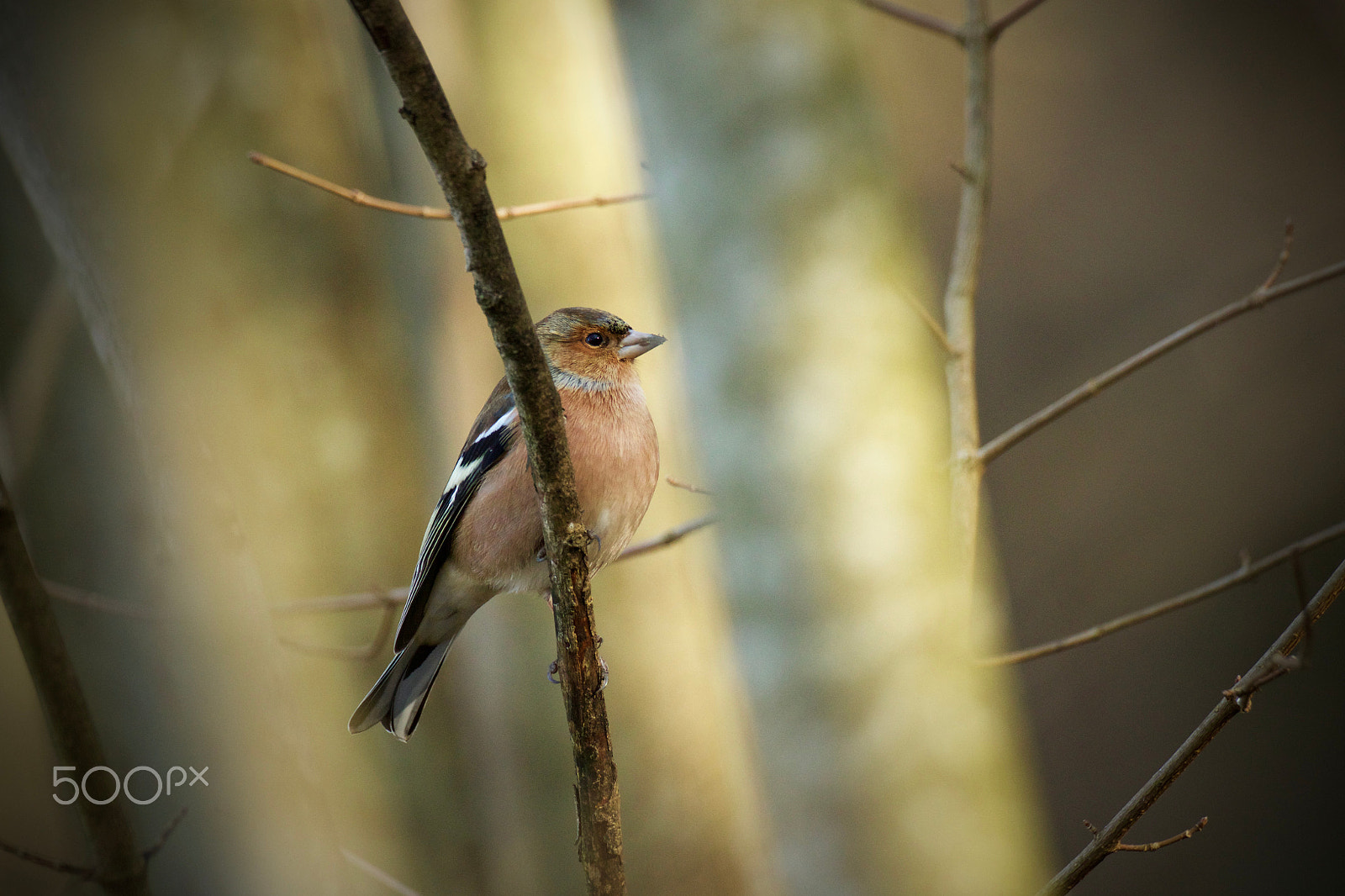 Canon EOS 7D Mark II sample photo. Pěnkava obecná (fringilla coelebs) photography