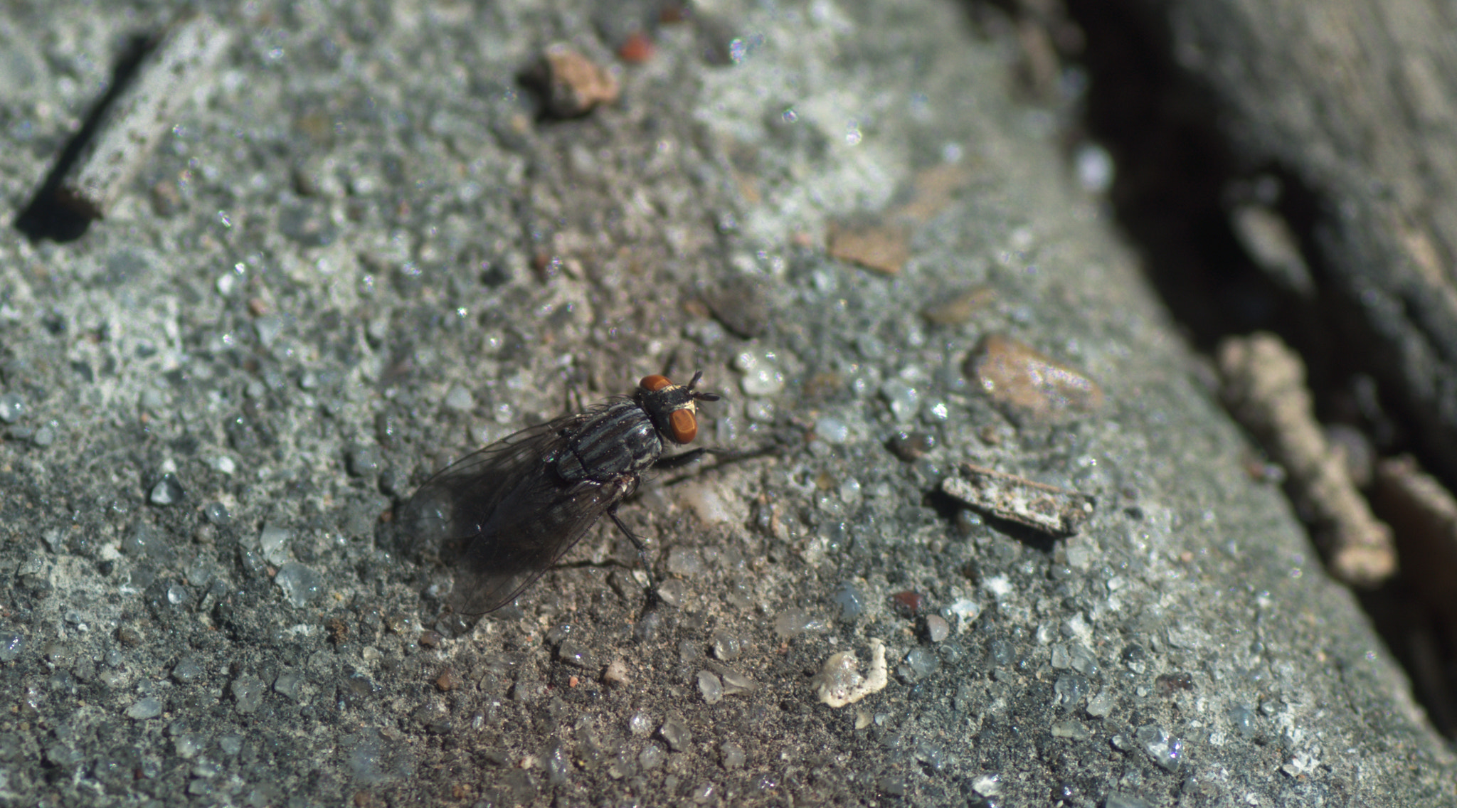 Sony Alpha DSLR-A580 + Tamron SP AF 90mm F2.8 Di Macro sample photo. Fly photography