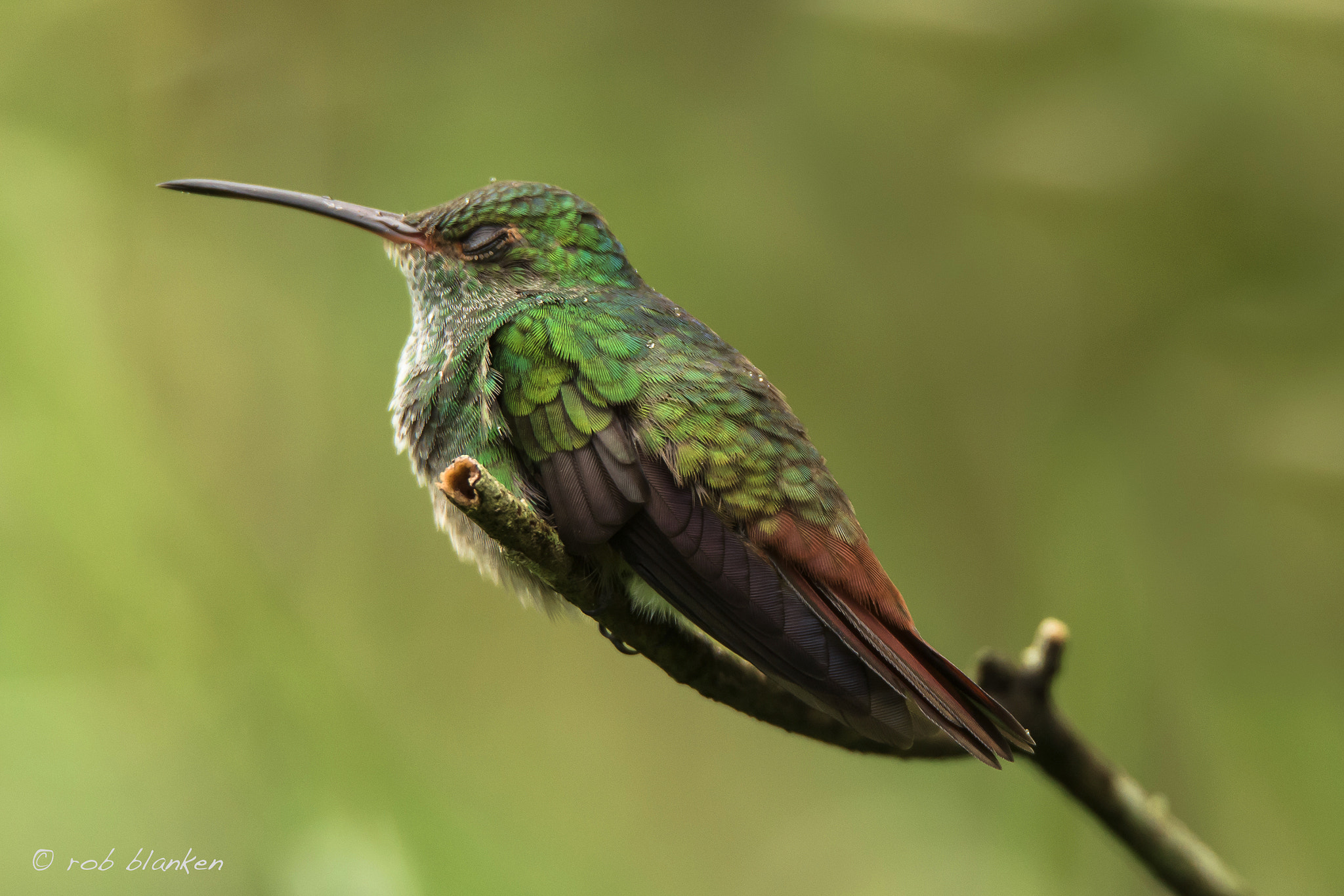 Sigma 150-600mm F5-6.3 DG OS HSM | S sample photo. Hummingbird photography