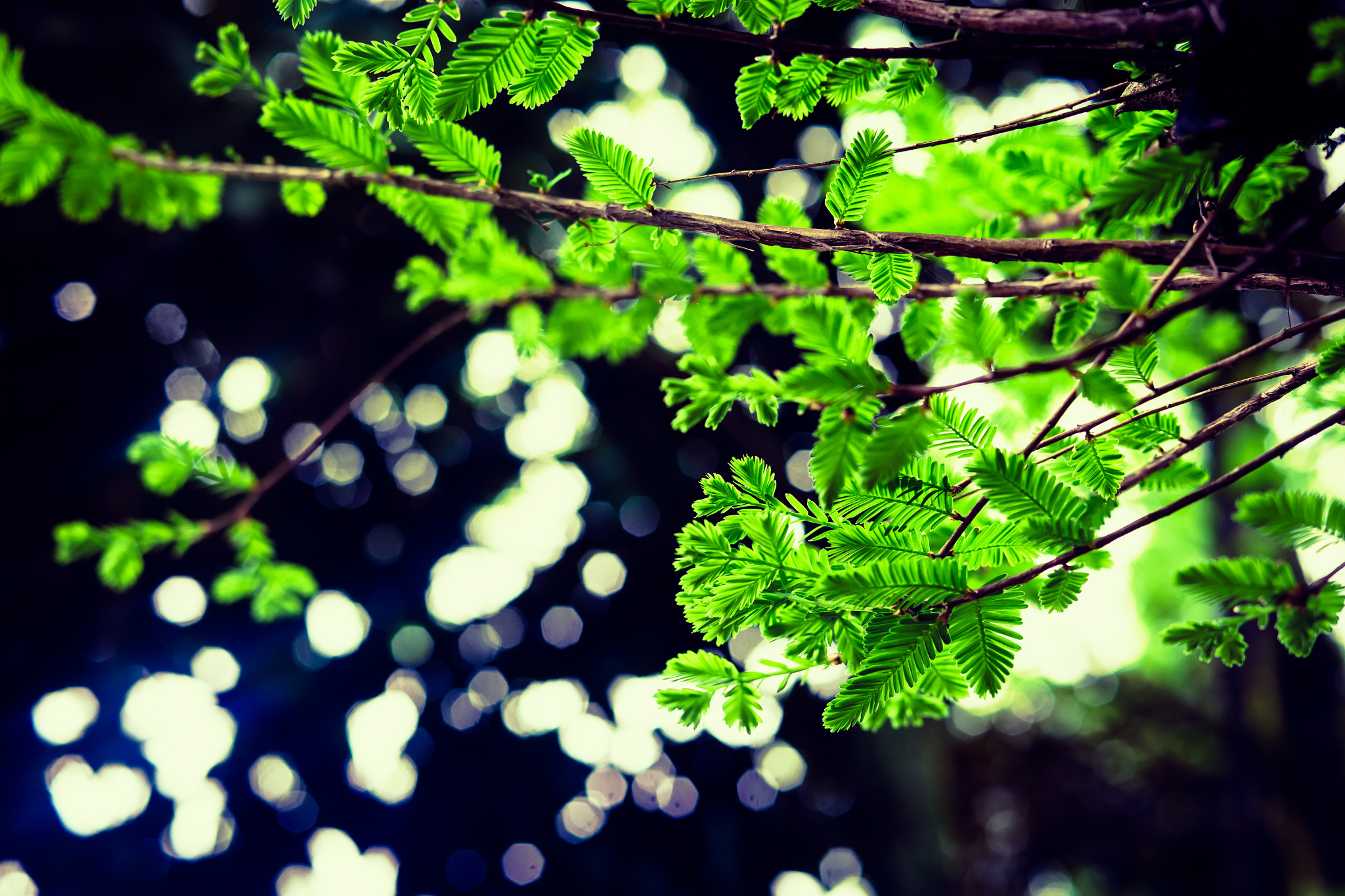 Sony 50mm F1.4 sample photo