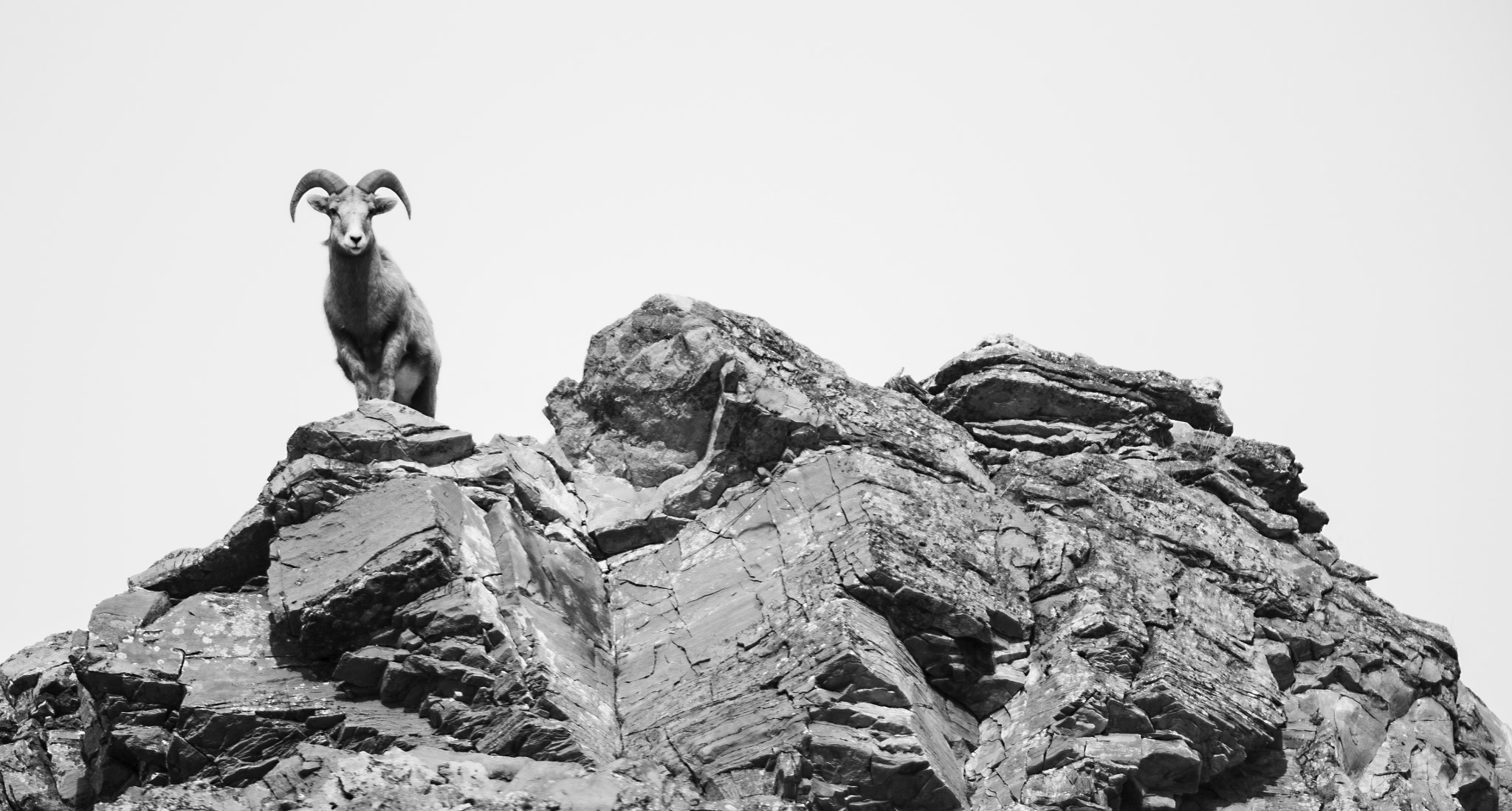 Canon EF 600mm F4L IS II USM sample photo. Bighorn sheep in grand teton national park photography