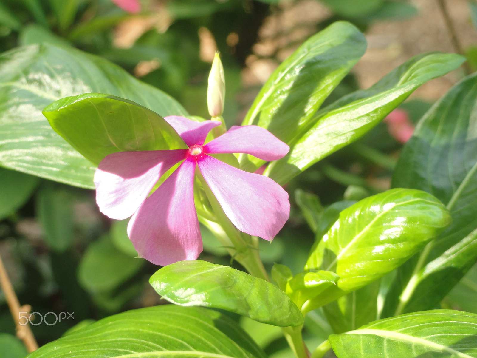 Sony Cyber-shot DSC-H55 sample photo. Flowers in garden photography