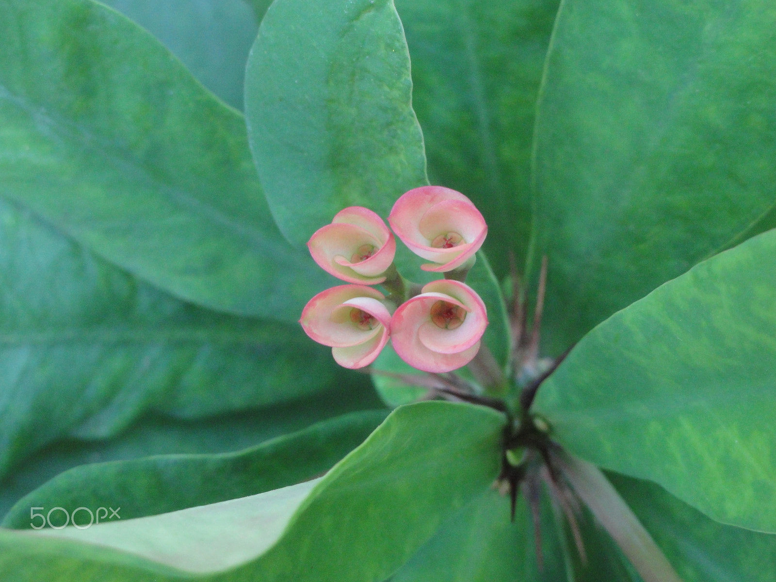 Sony Cyber-shot DSC-H55 sample photo. Flowers in garden photography