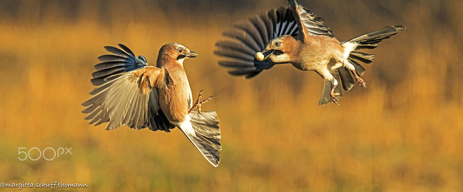 Canon EF 300mm F2.8L IS USM sample photo. Jays.. photography