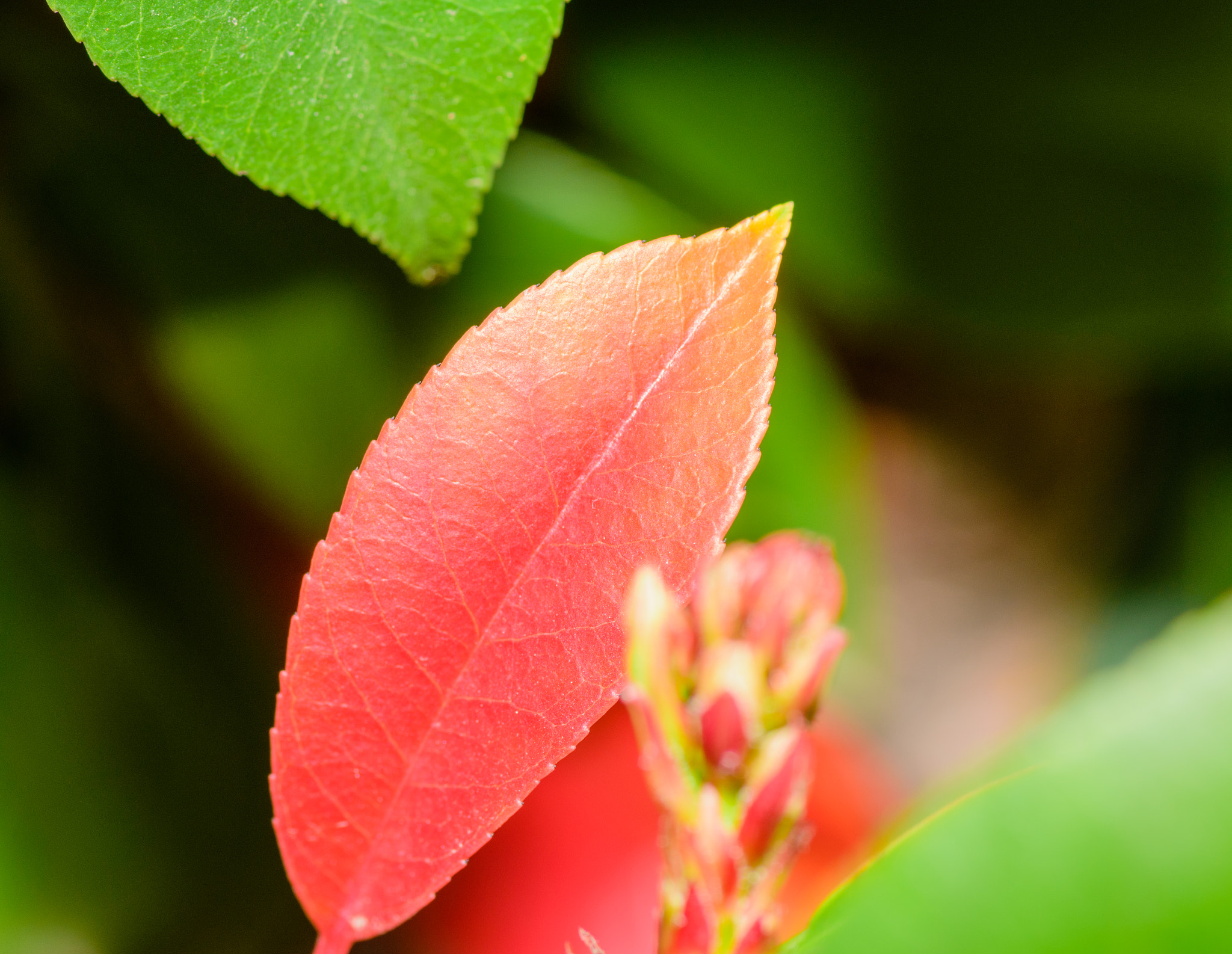 Nikon D7200 + Tokina AT-X Pro 100mm F2.8 Macro sample photo. One red leaf photography