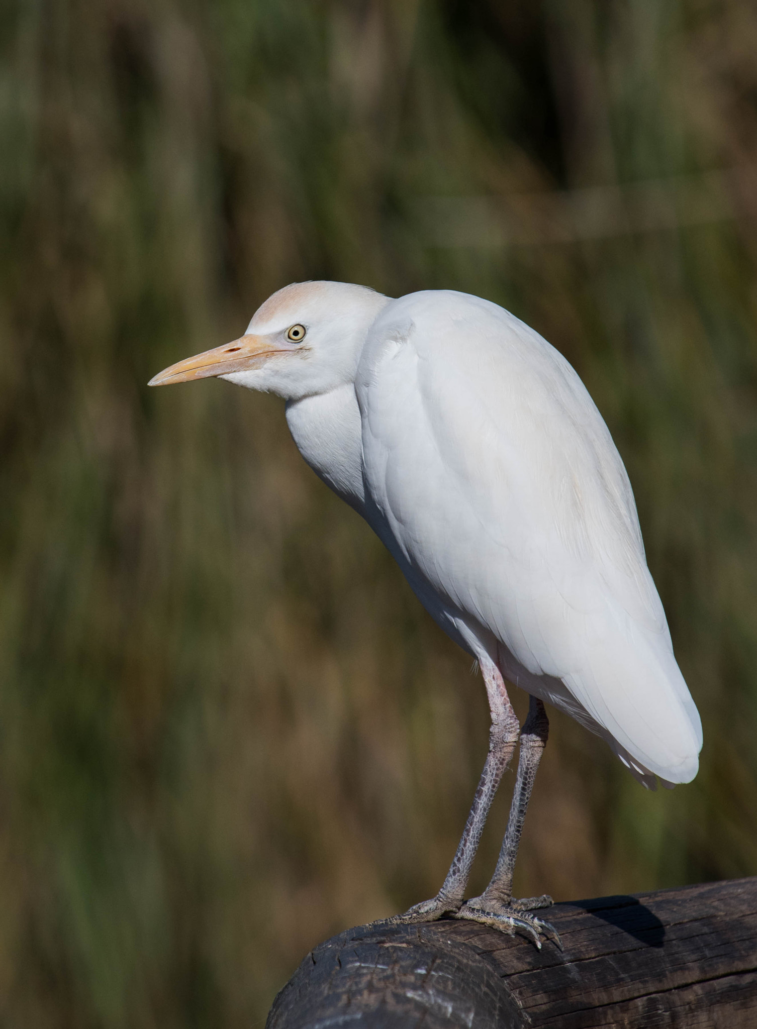 Nikon D500 sample photo. Cattle egret. photography