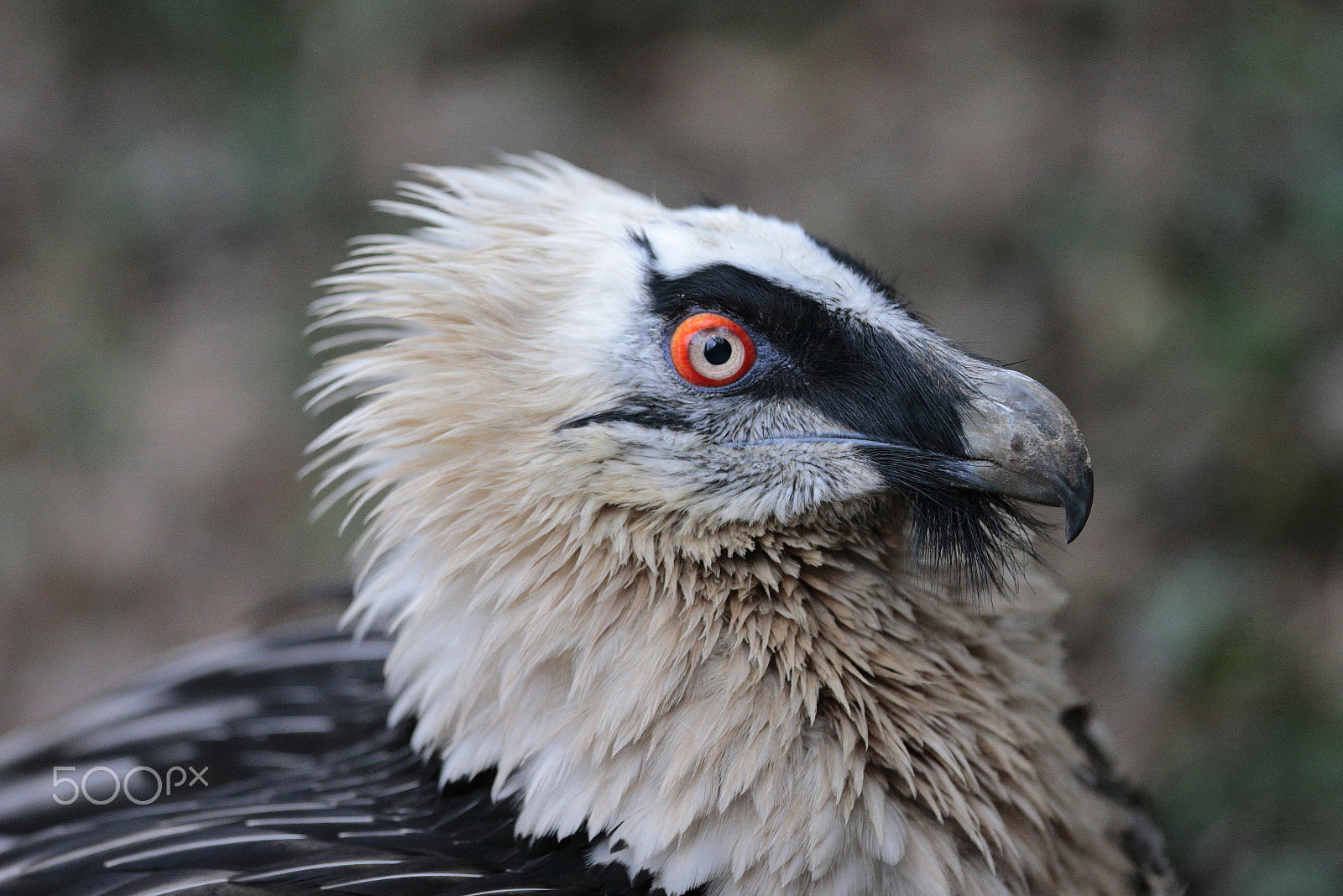 Canon EF 300mm F2.8L IS USM sample photo. Portrait of a king photography