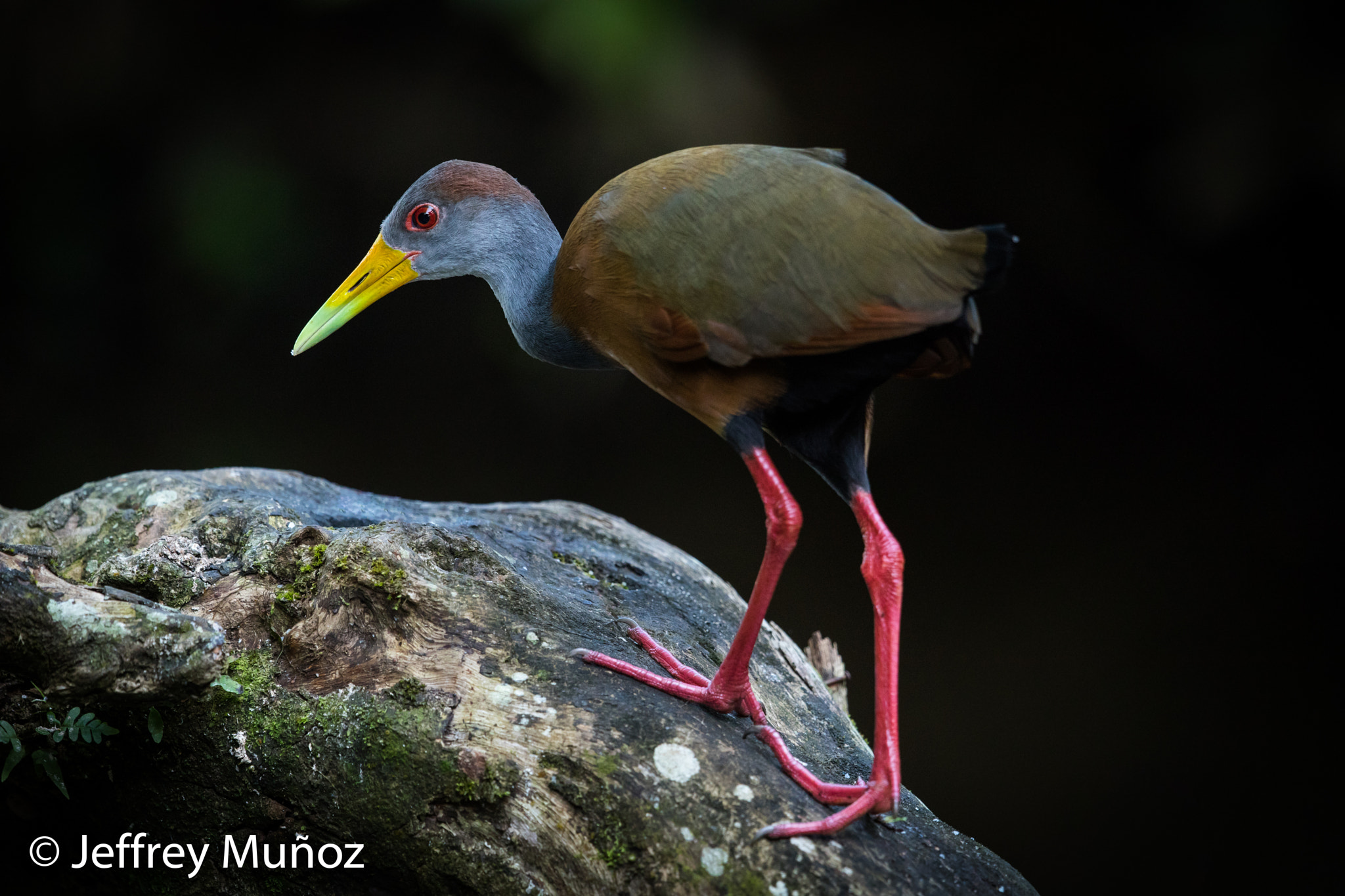 Canon EF 500mm F4L IS II USM sample photo. Gray-necked wood-rail photography