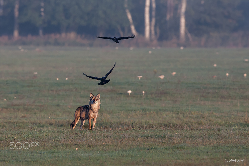 Canon EF 600mm f/4L IS sample photo. Wolf and ravens photography