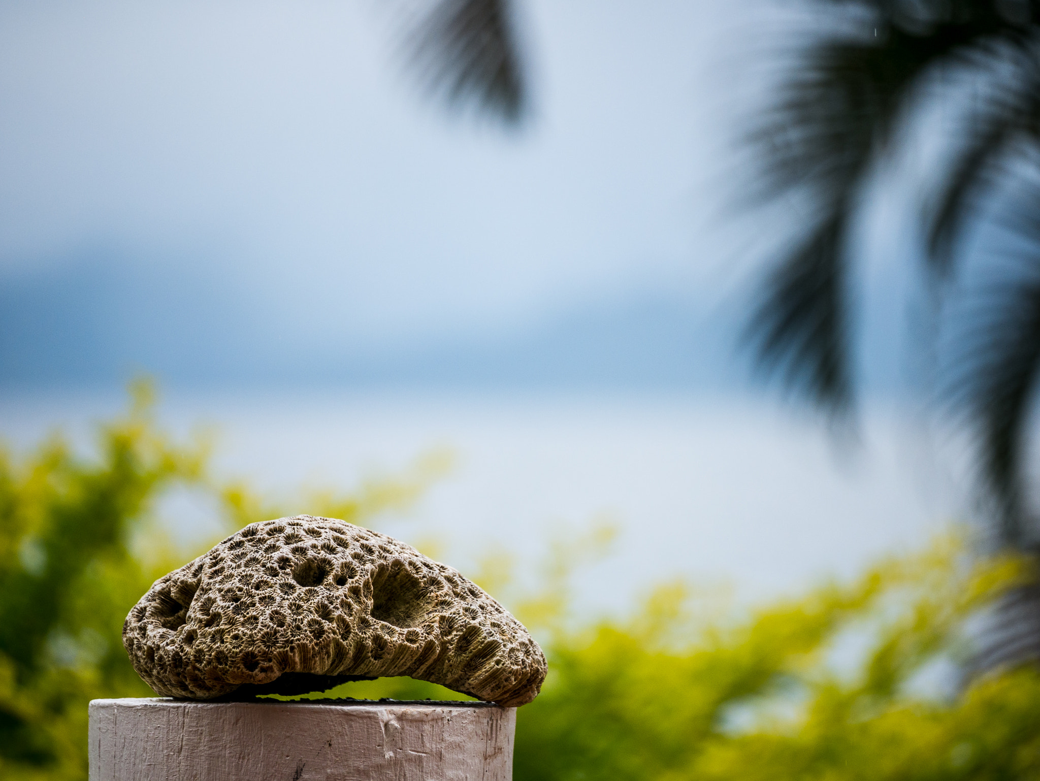 Panasonic Lumix DMC-G7 sample photo. Coral by the bay photography