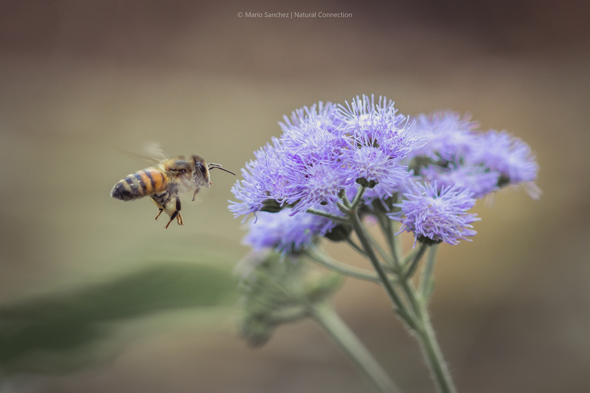 Canon EF 100mm F2.8 Macro USM sample photo. Flying bee photography