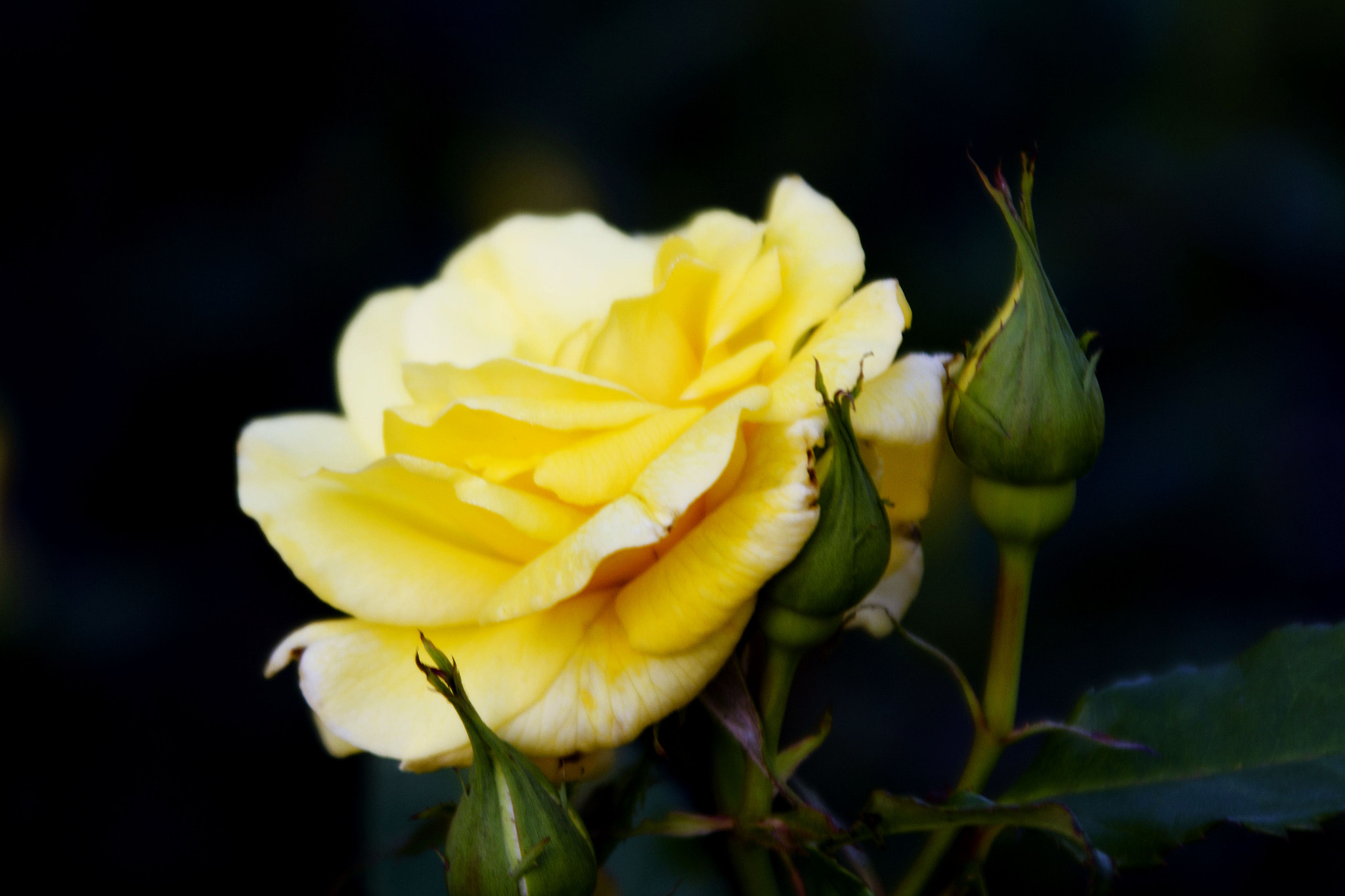 Canon EOS 7D sample photo. Yellow rose photography