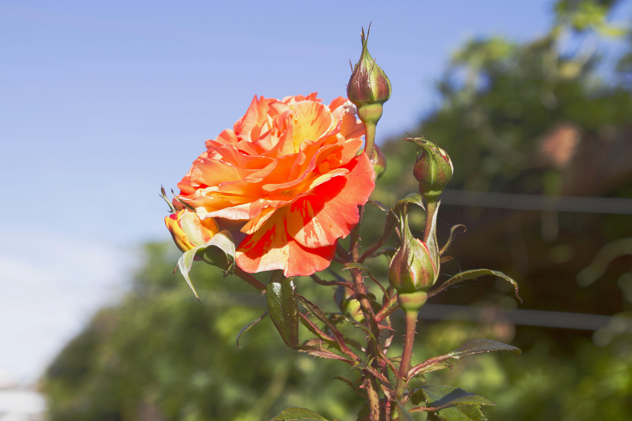 Canon EOS 7D sample photo. Orange rose photography