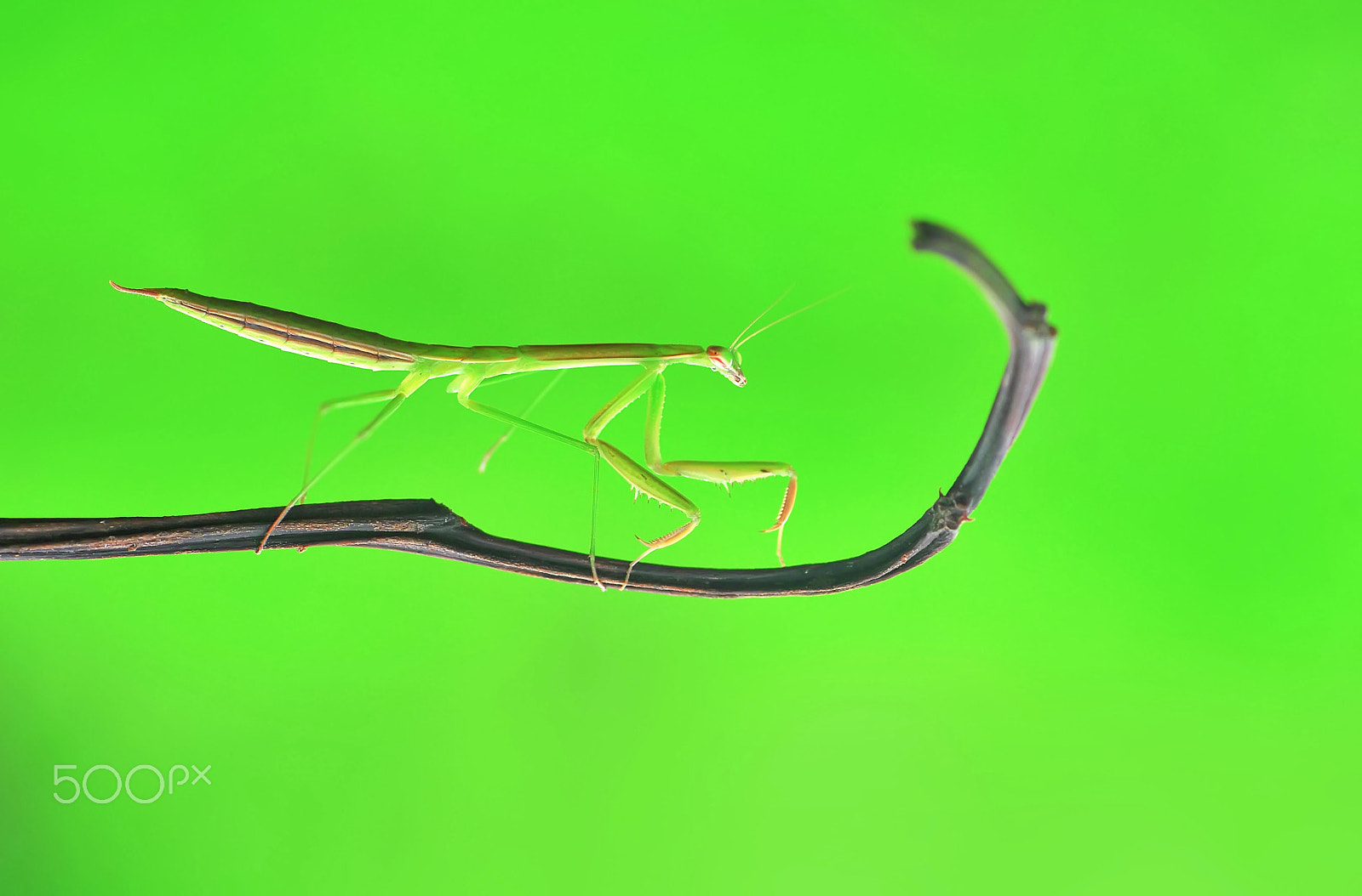 Nikon D60 sample photo. Praying mantis photography