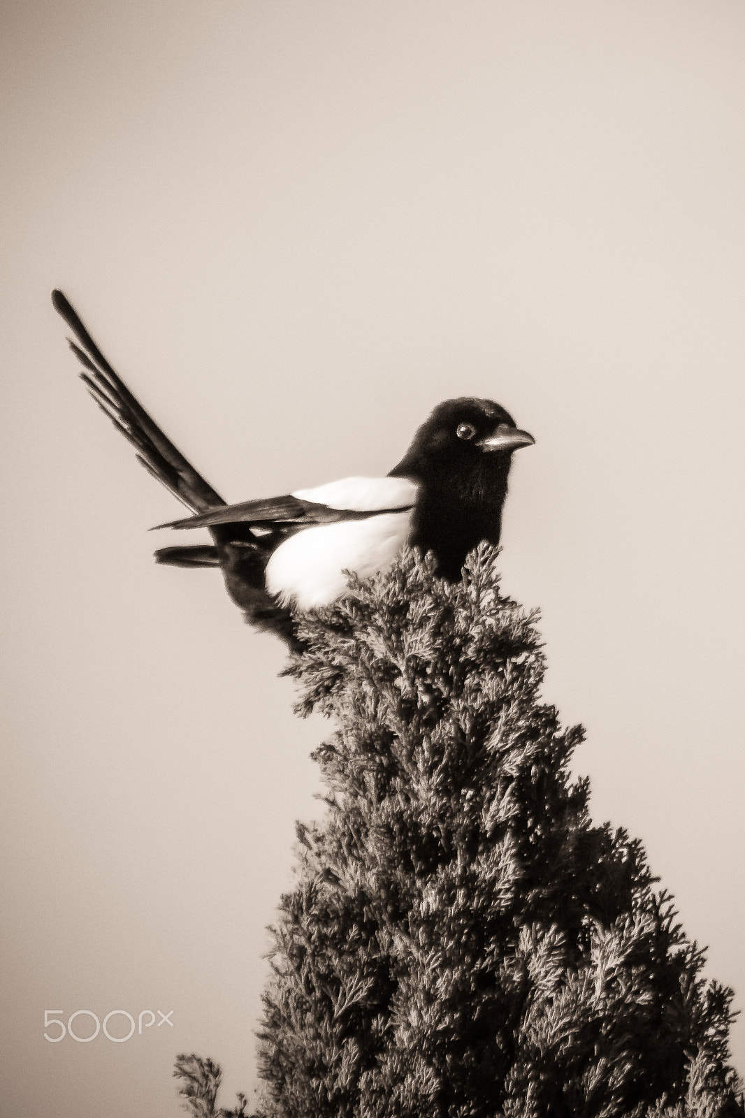 Canon EOS 60D sample photo. Magpie photography